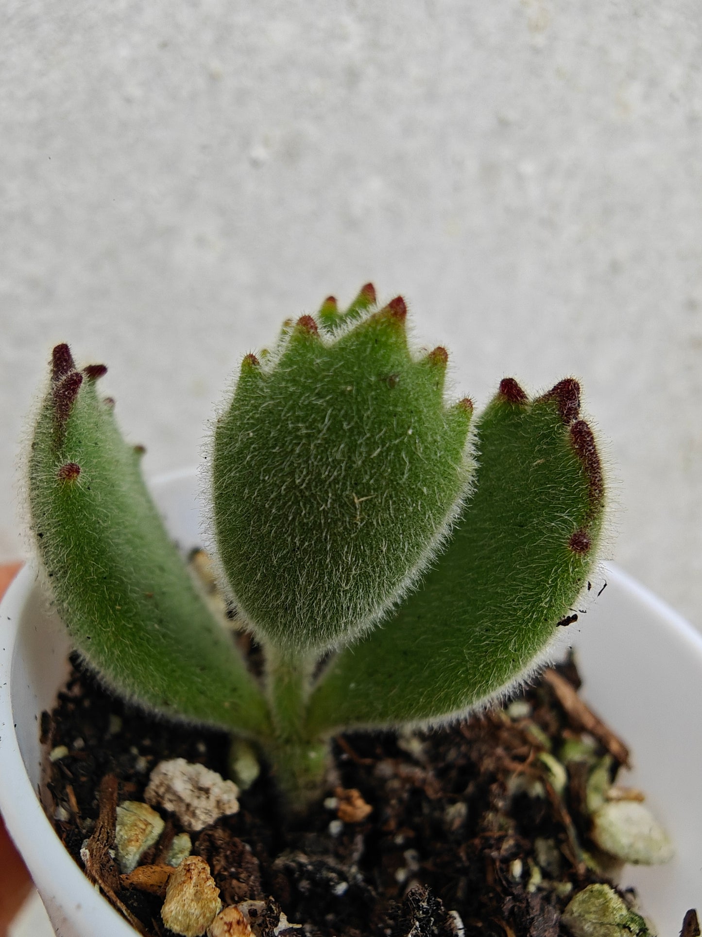 Bear Paw Succulent, Cotyledon tomentosa live succulent 3cm width