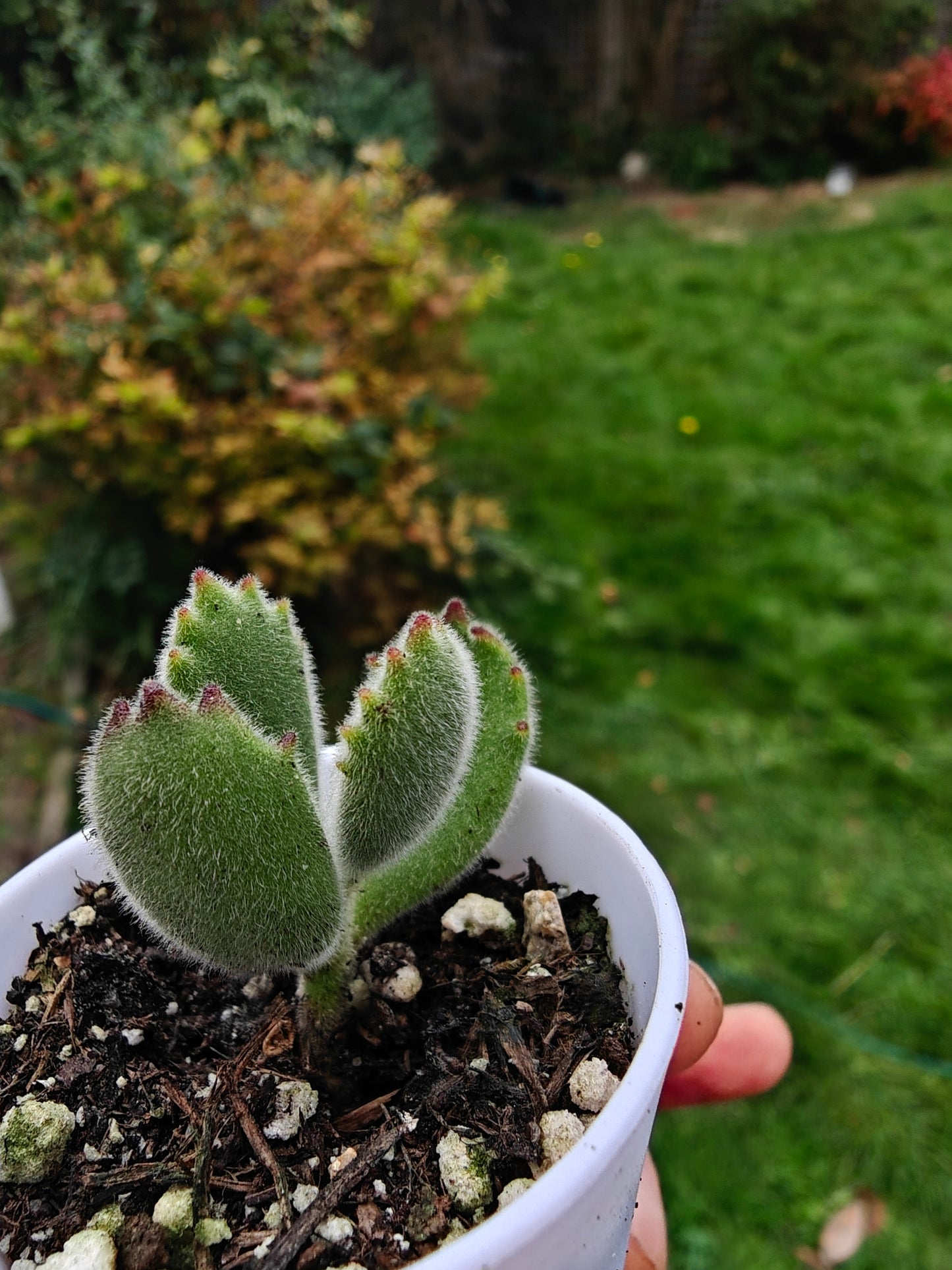 Bear Paw Succulent, Cotyledon tomentosa live succulent 3cm width