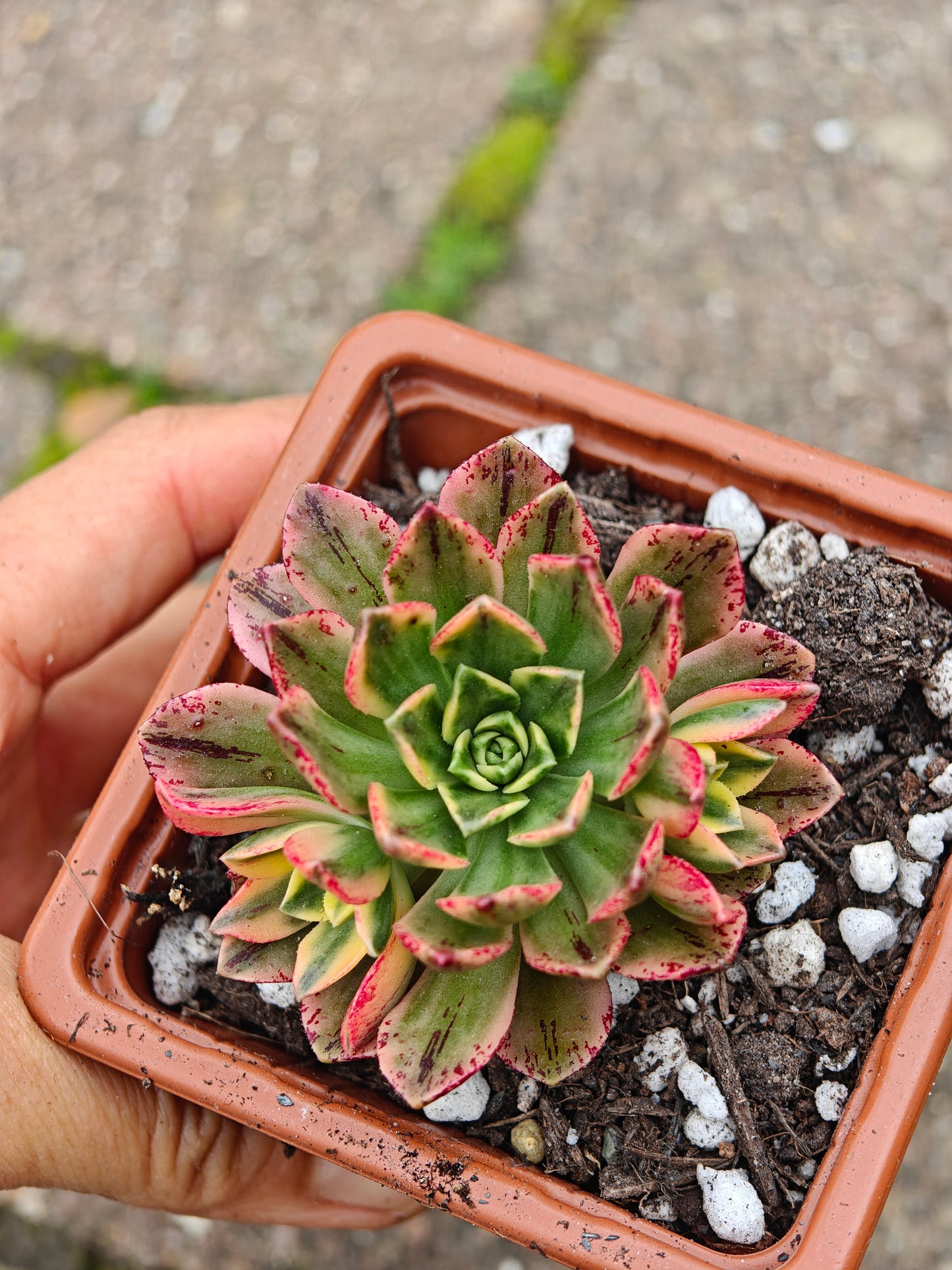Aeonium Sweet Tea/ Green Tea Variegated rooted 5cm in width UK only