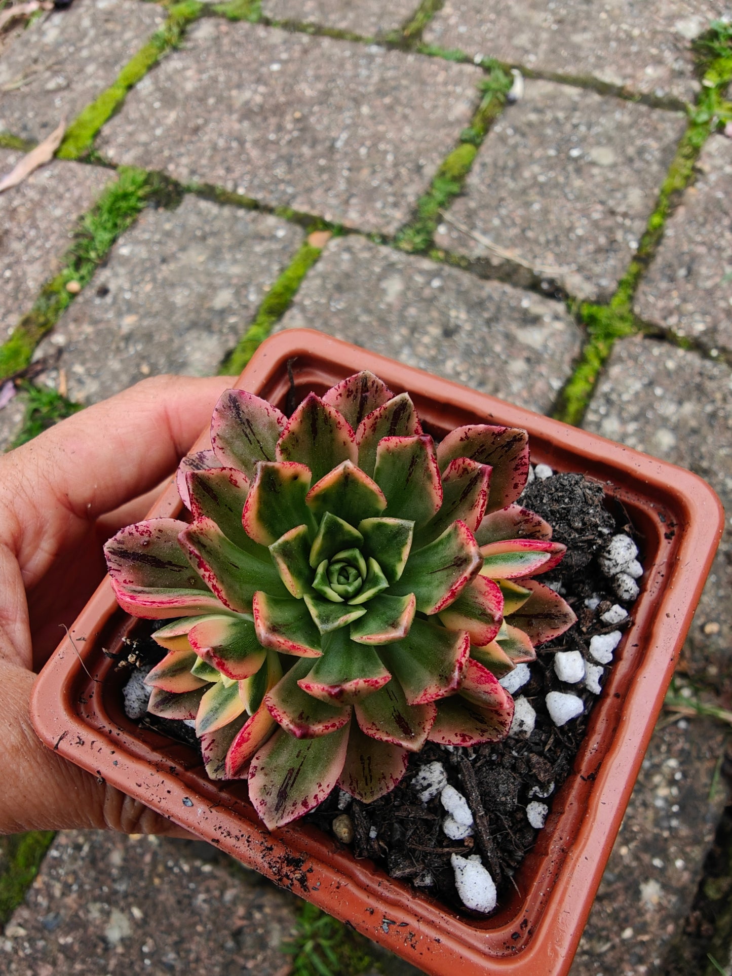 Aeonium Sweet Tea/ Green Tea Variegated rooted 5cm in width UK only