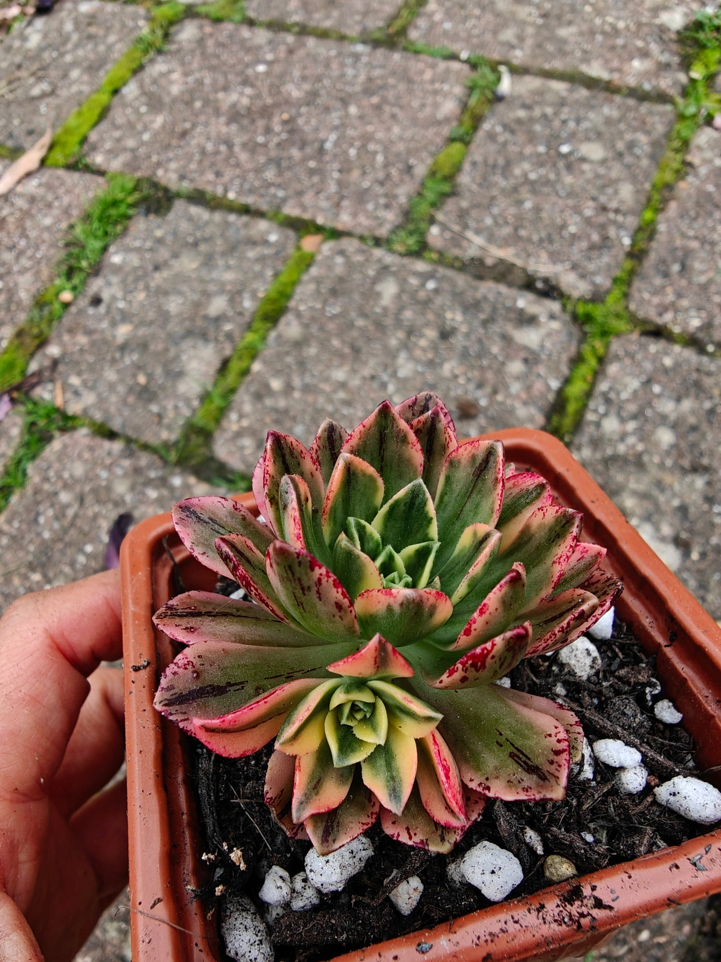 Aeonium Sweet Tea/ Green Tea Variegated rooted 5cm in width UK only
