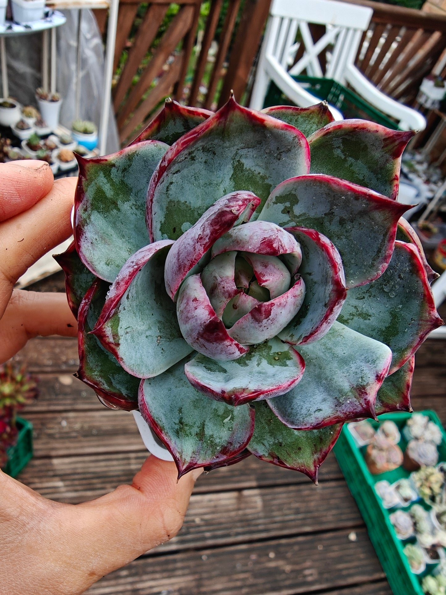 Echeveria Casio Lace Variegated rooted 7cm in width single head UK only