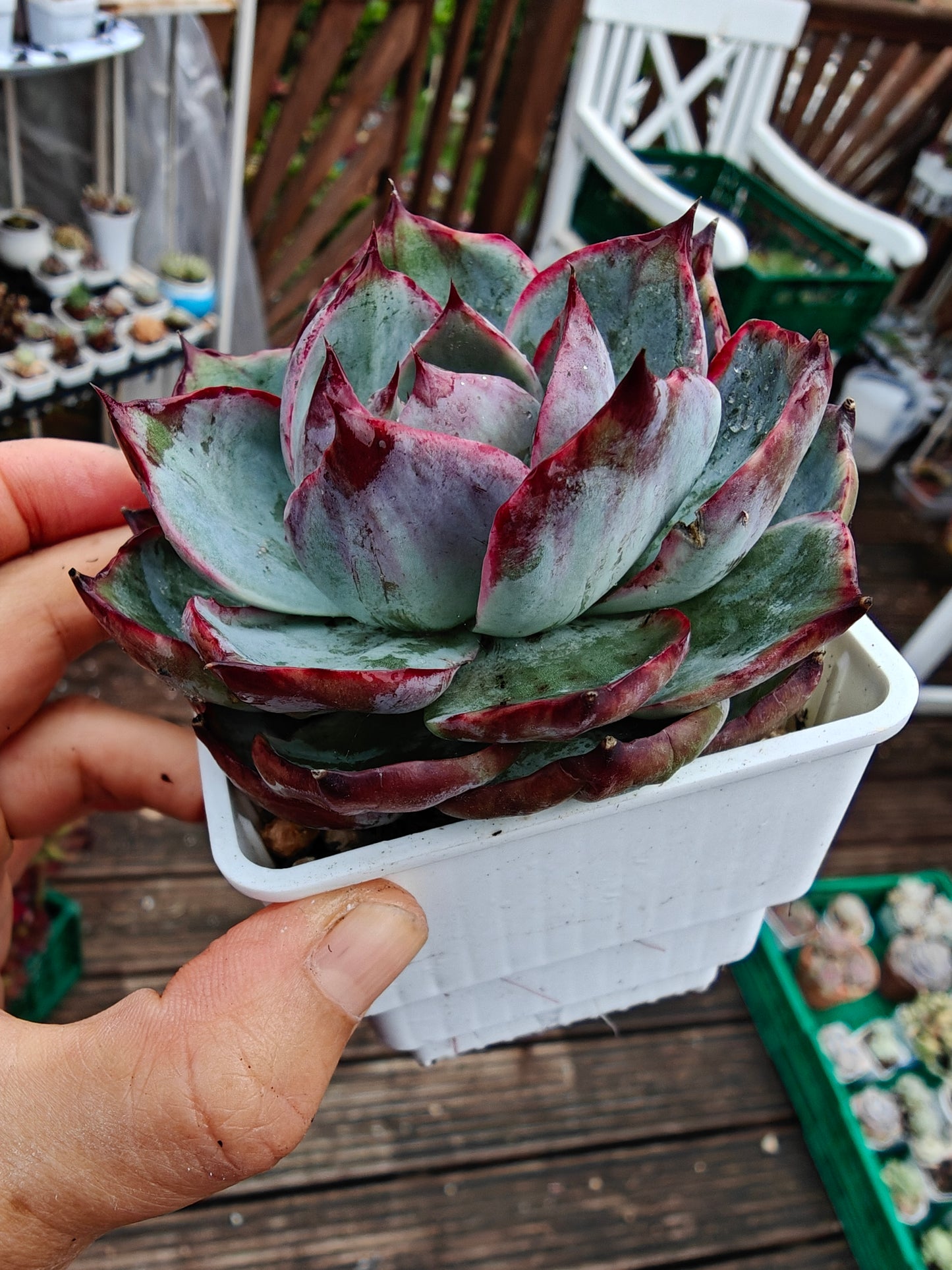 Echeveria Casio Lace Variegated rooted 7cm in width single head UK only