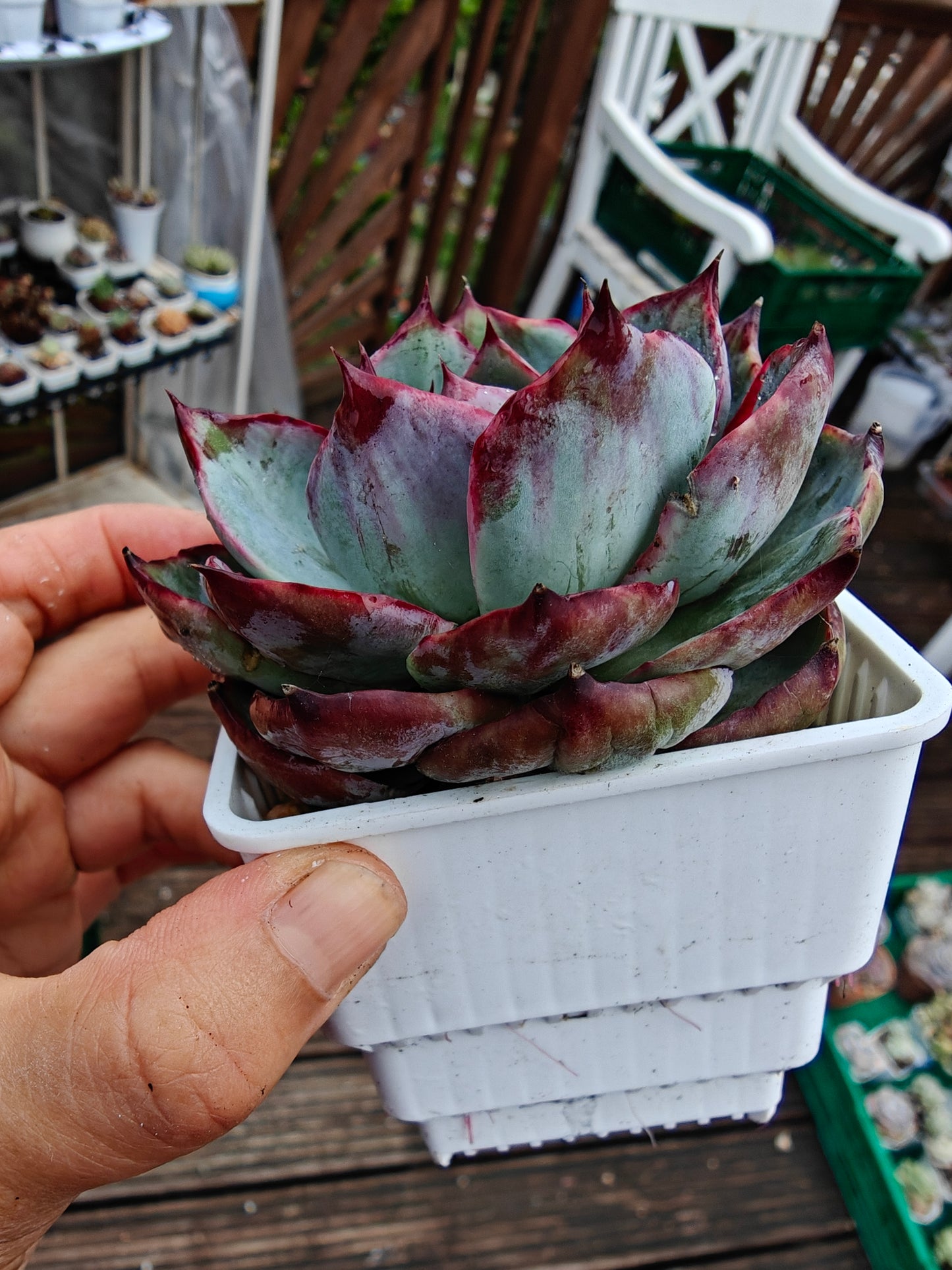 Echeveria Casio Lace Variegated rooted 7cm in width single head UK only
