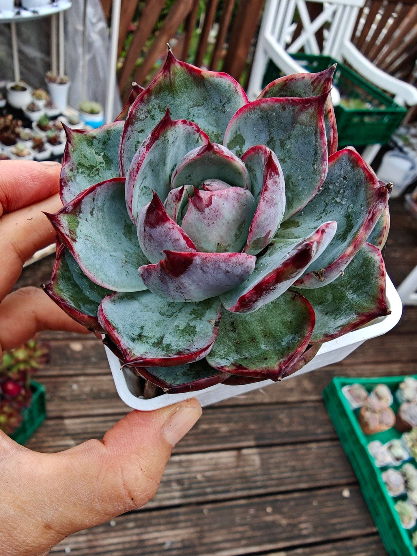 Echeveria Casio Lace Variegated rooted 7cm in width single head UK only