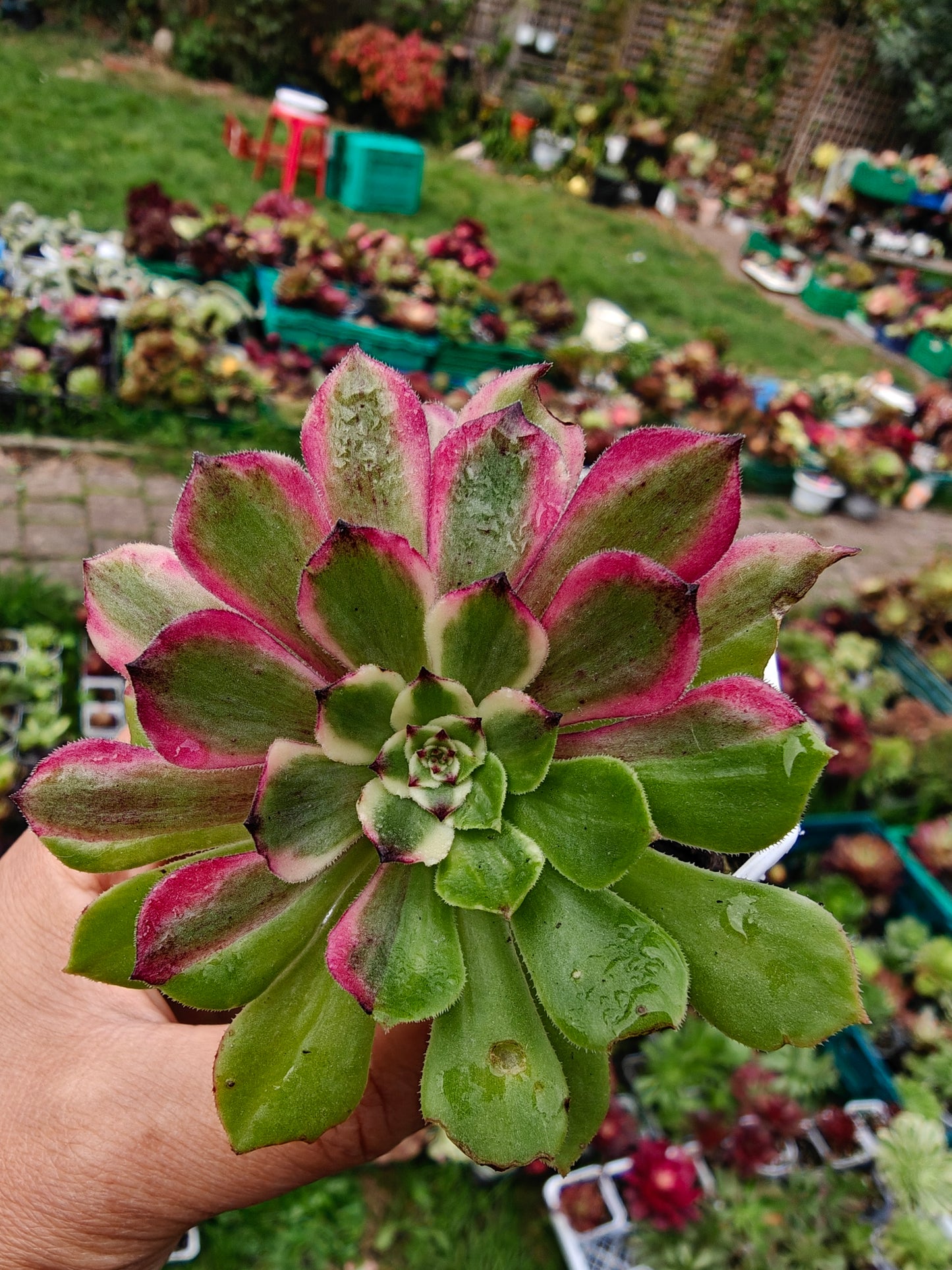 Aeonium Glow Worm Variegated rooted 7cm in width UK only