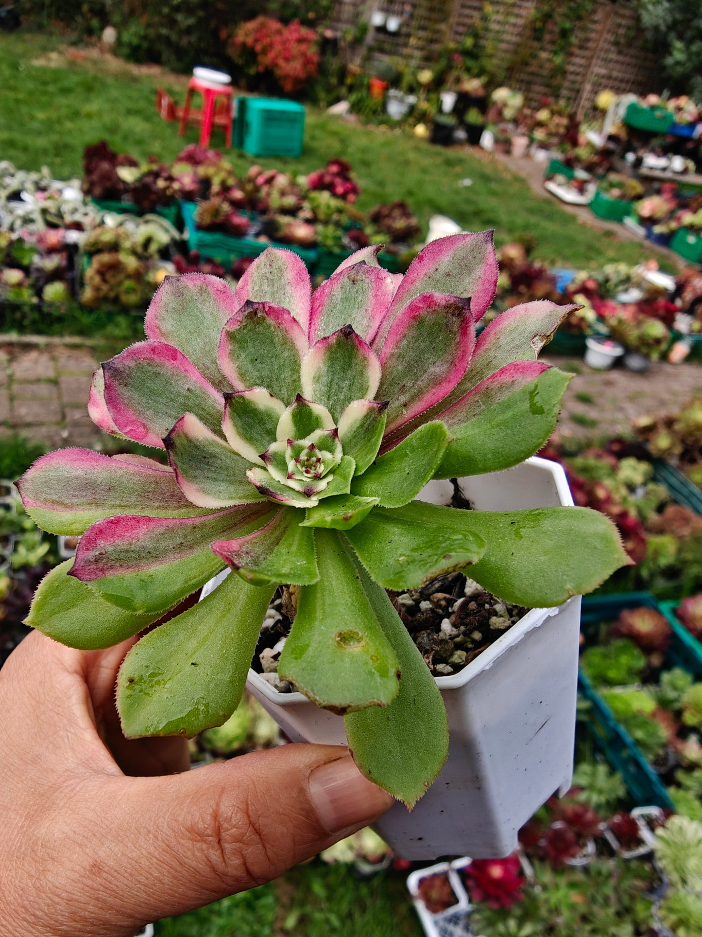 Aeonium Glow Worm Variegated rooted 7cm in width UK only