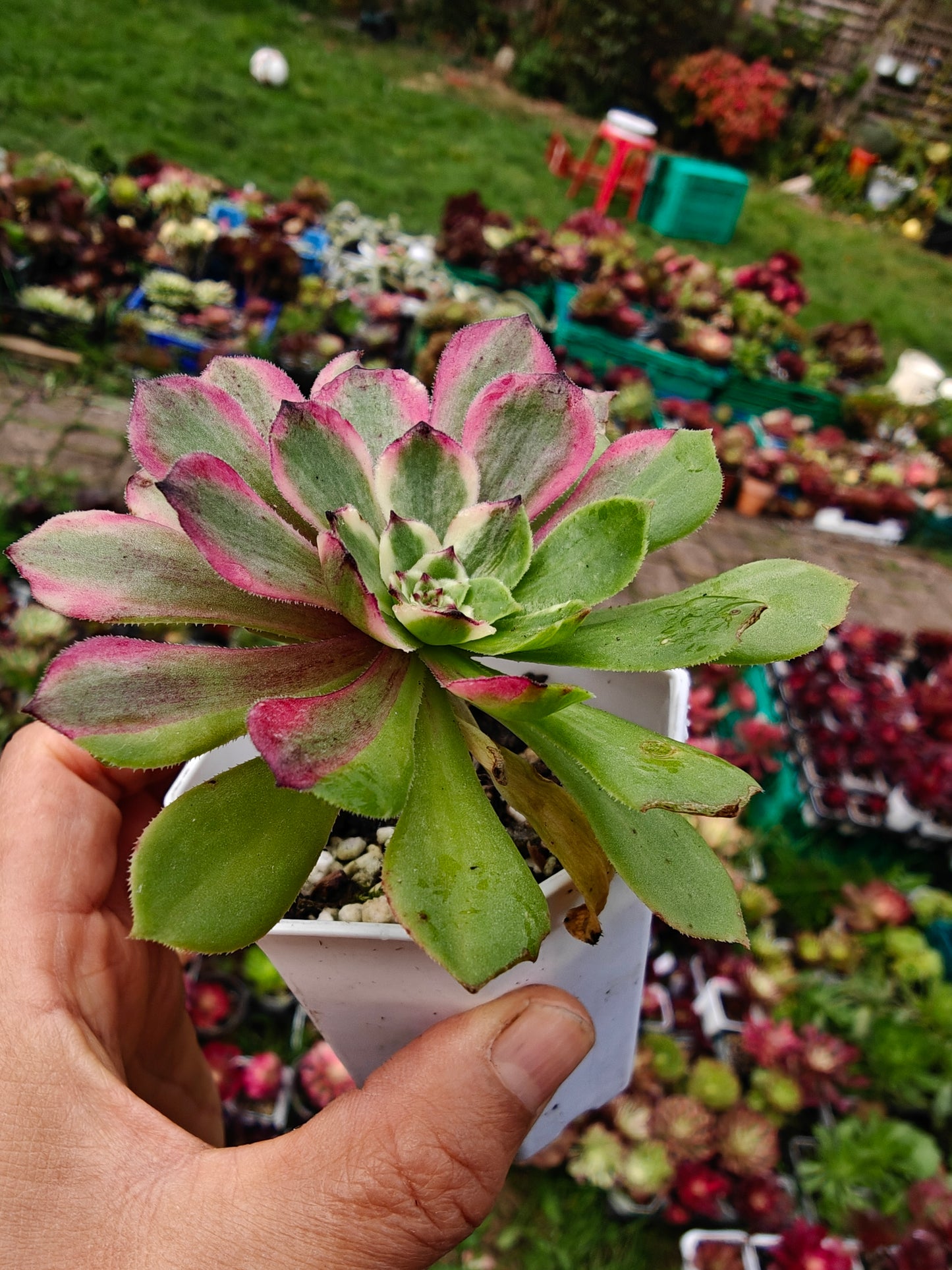 Aeonium Glow Worm Variegated rooted 7cm in width UK only