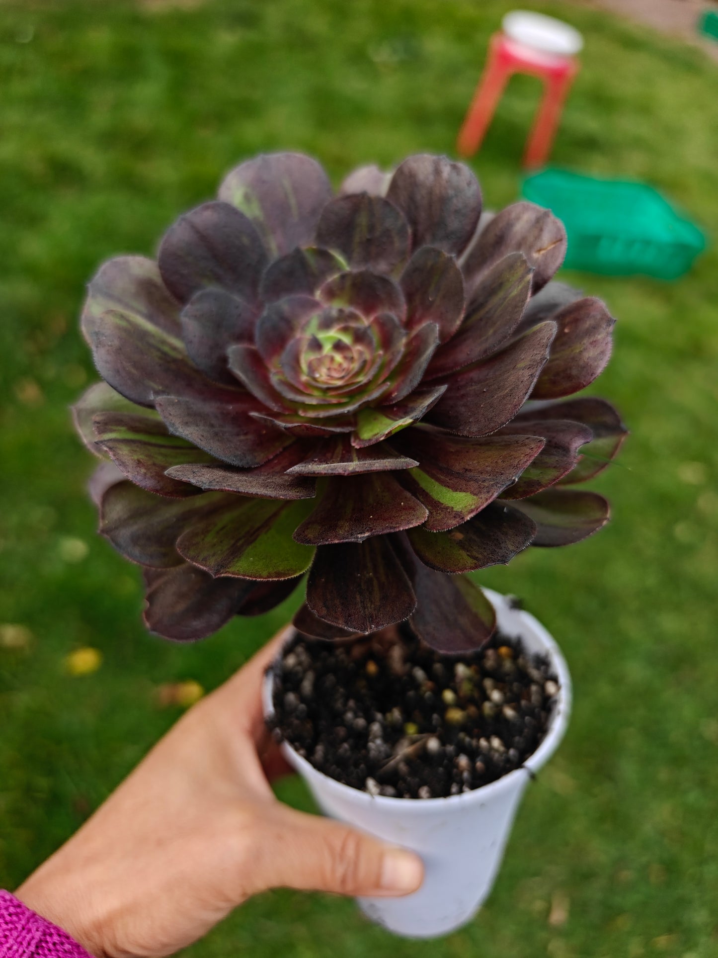 Aeonium Pulidonis Variegated rooted 12cm in width single head UK only