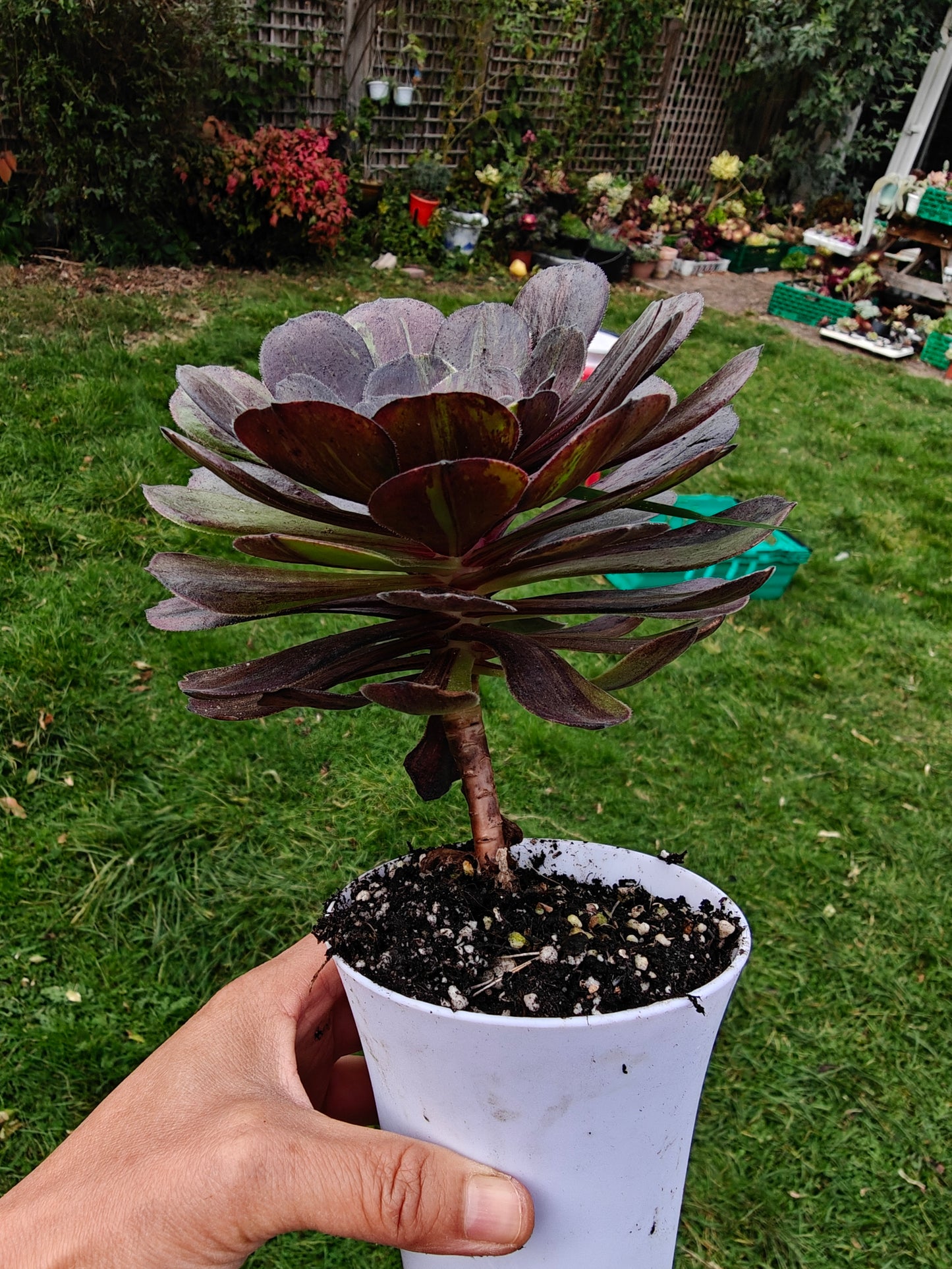 Aeonium Pulidonis Variegated rooted 12cm in width single head UK only