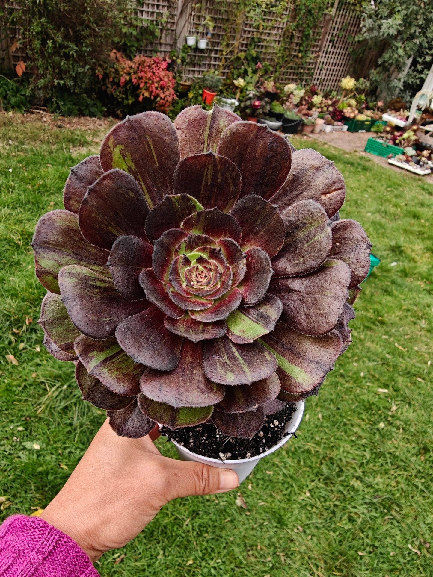Aeonium Pulidonis Variegated rooted 12cm in width single head UK only