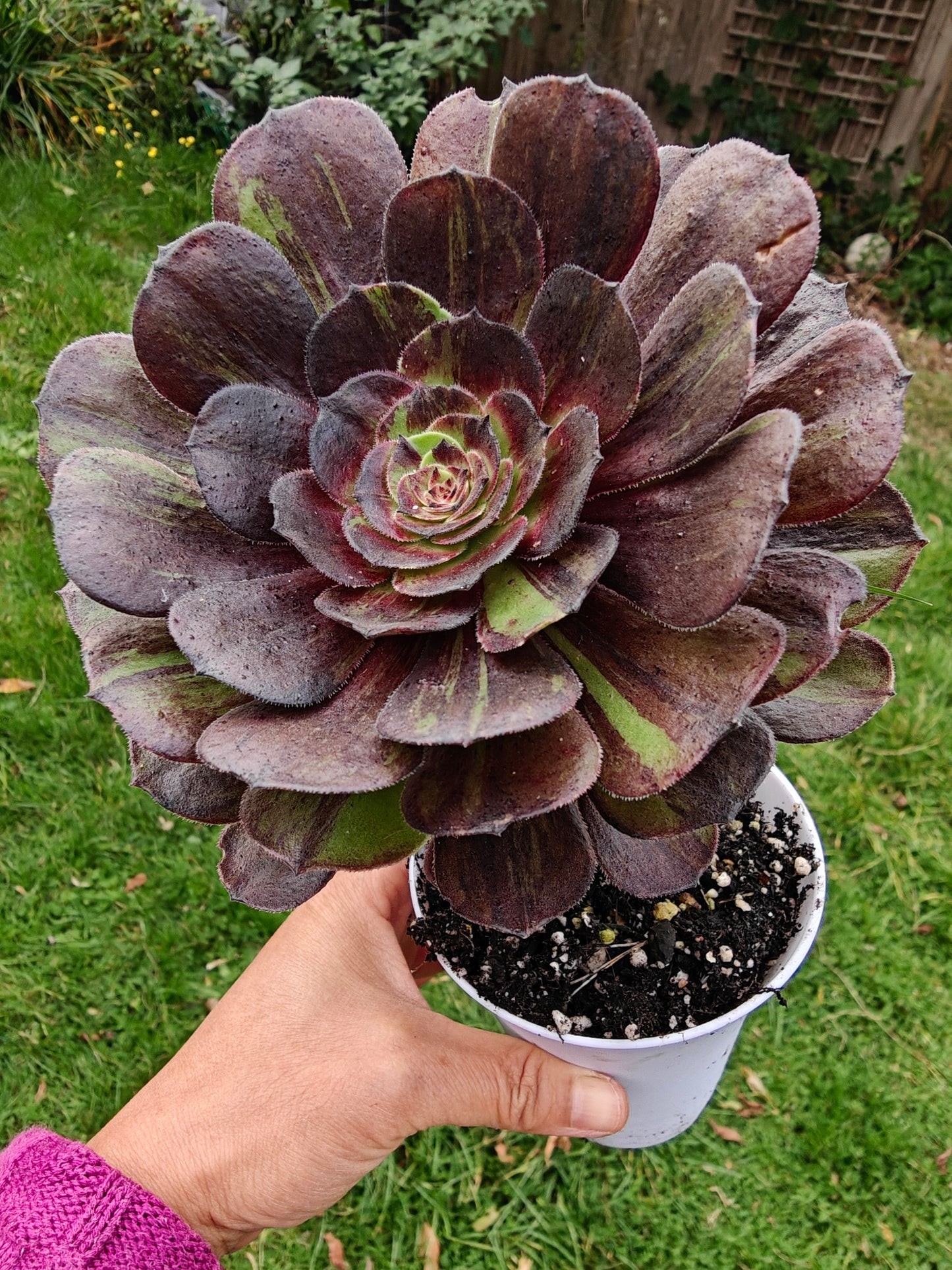 Aeonium Pulidonis Variegated rooted 12cm in width single head UK only