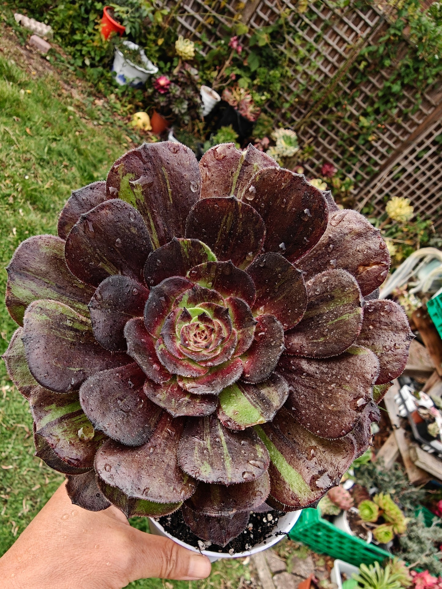Aeonium Pulidonis Variegated rooted 12cm in width single head UK only