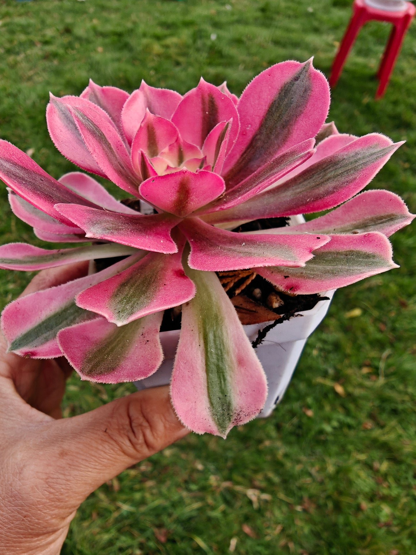Aeonium Pink Lady Variegated rooted 7cm in width UK only