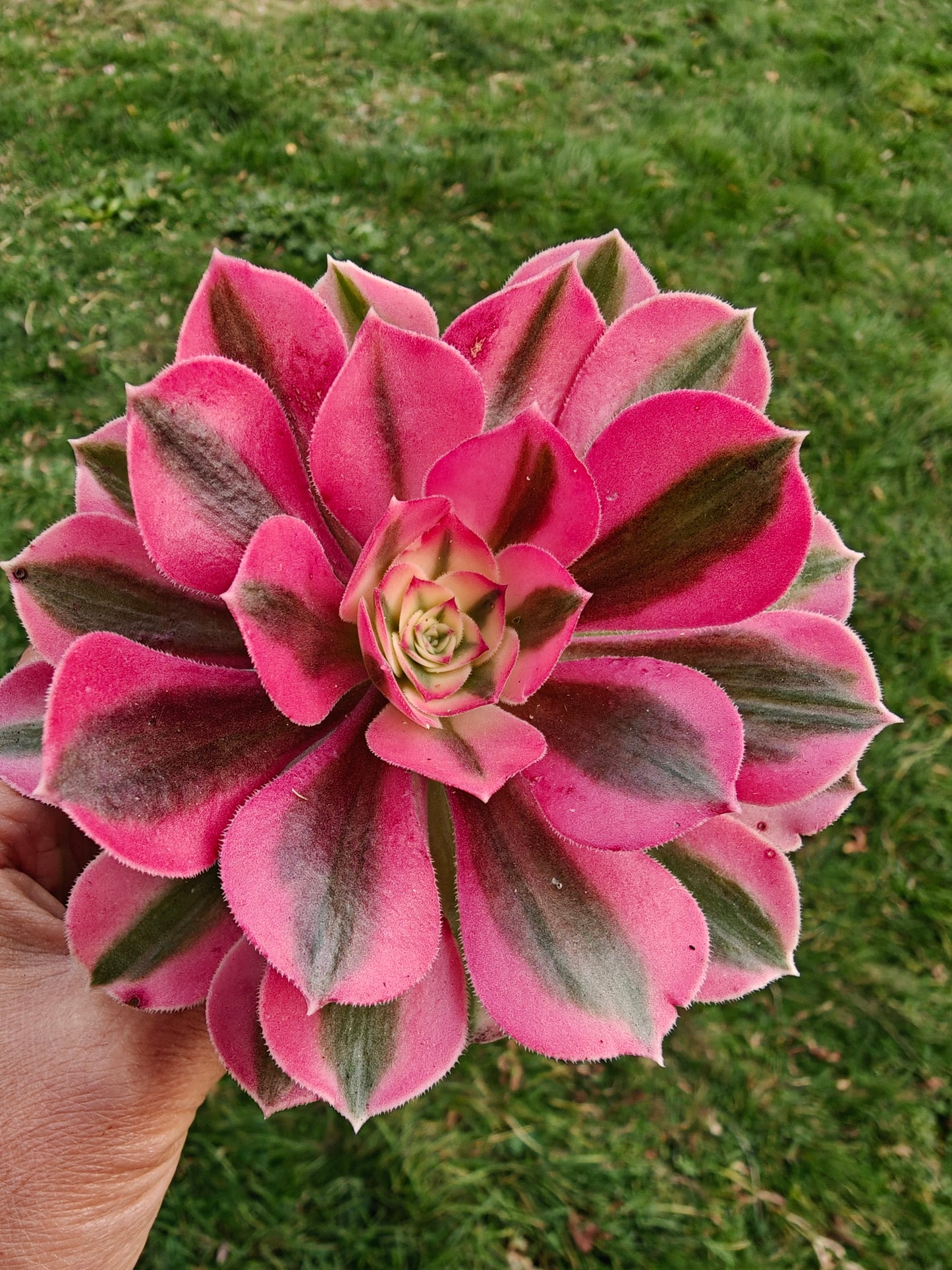 Aeonium Pink Lady Variegated rooted 7cm in width UK only