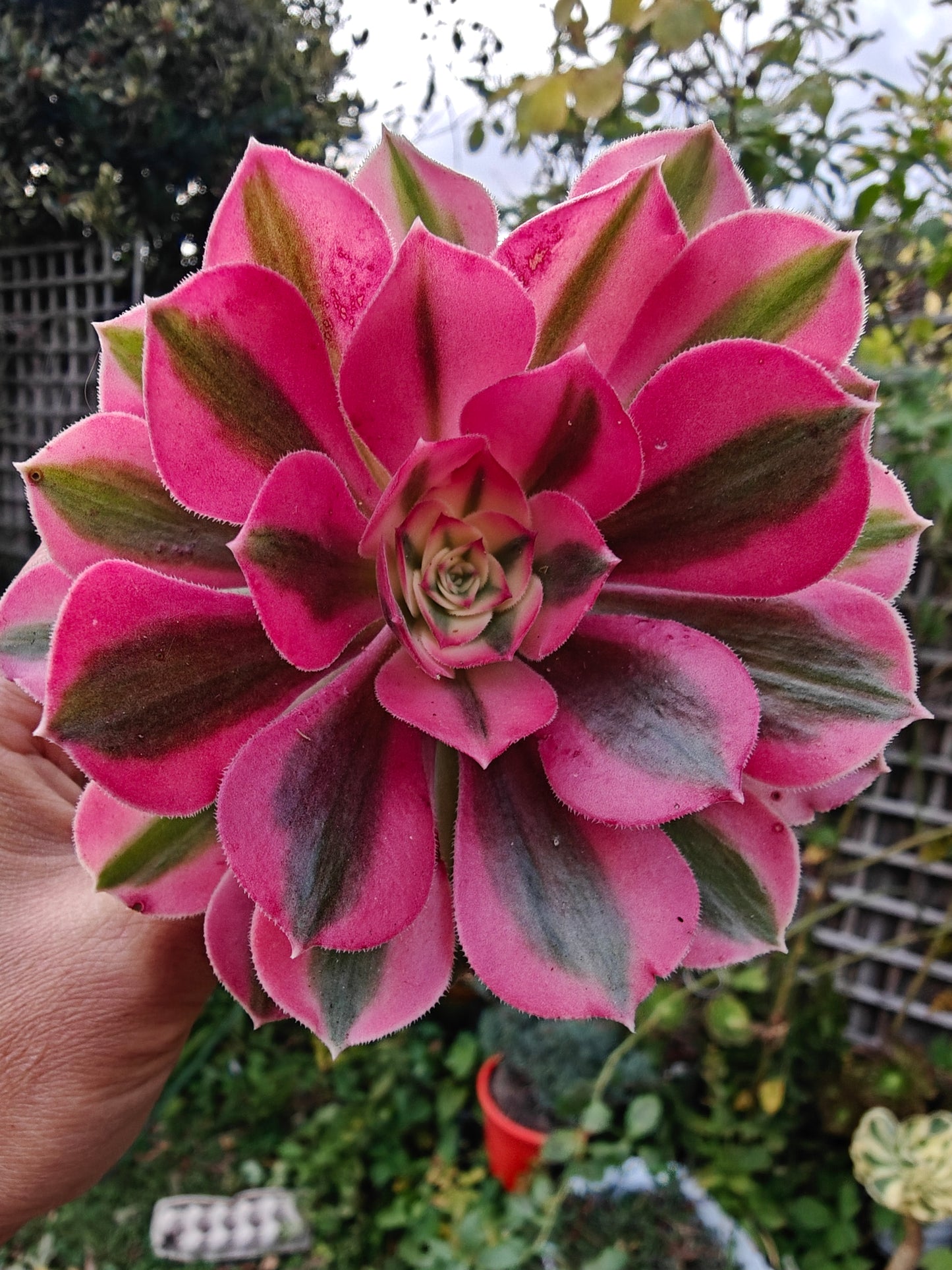 Aeonium Pink Lady Variegated rooted 7cm in width UK only