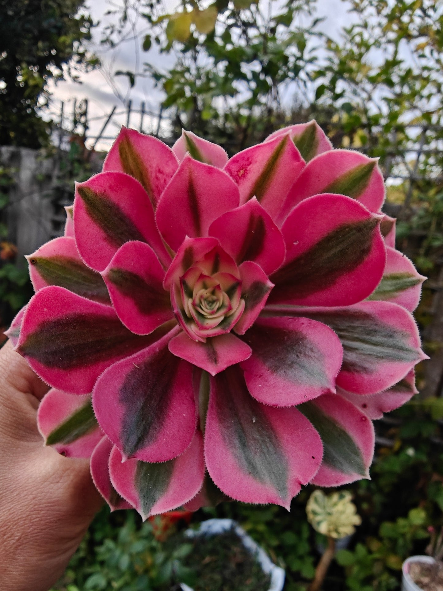 Aeonium Pink Lady Variegated rooted 7cm in width UK only