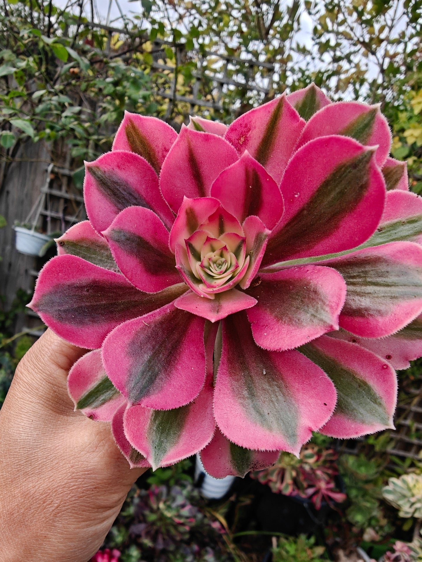 Aeonium Pink Lady Variegated rooted 7cm in width UK only