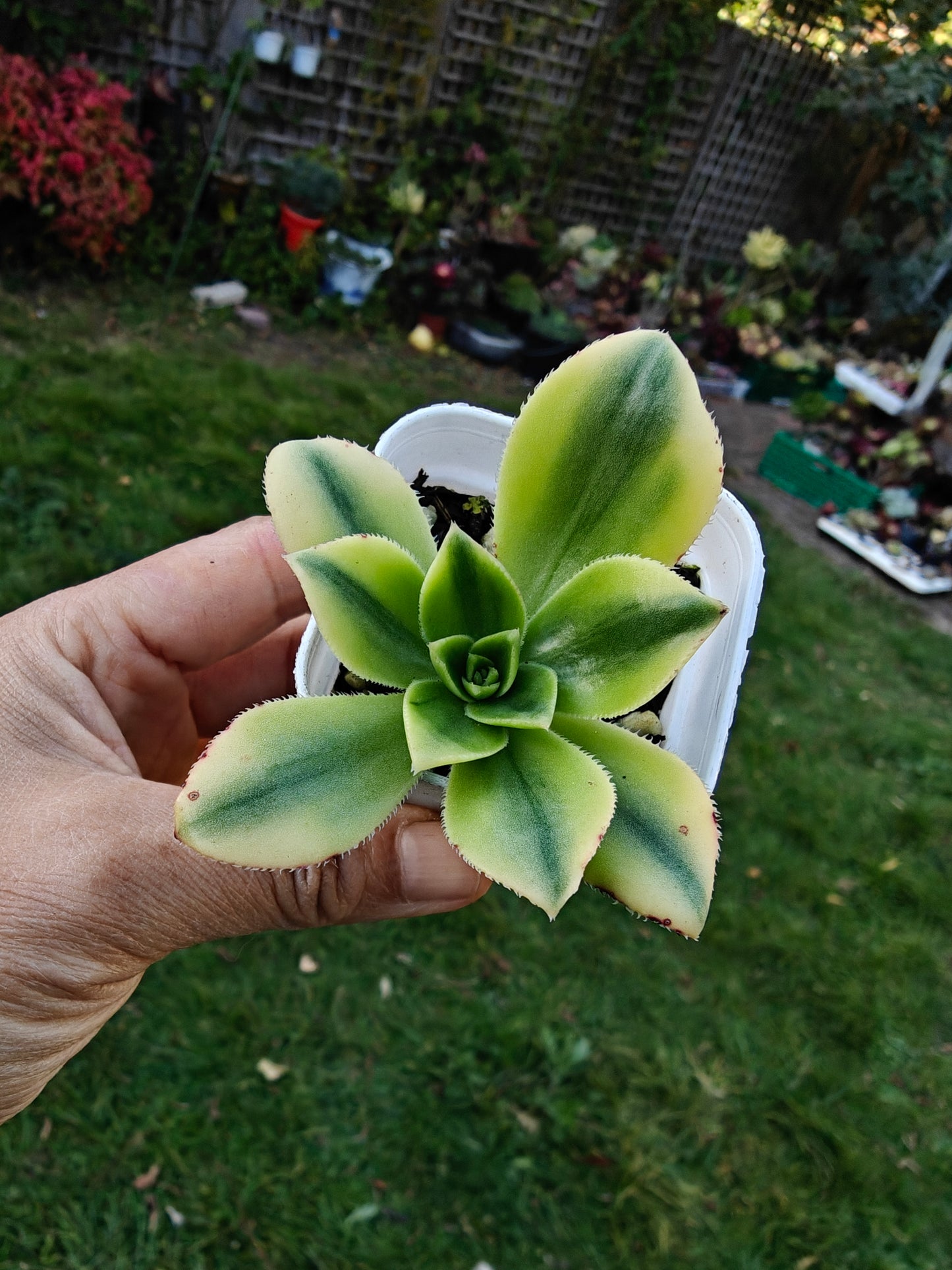 Aeonium Starburst Variegated rooted 5cm in width UK only