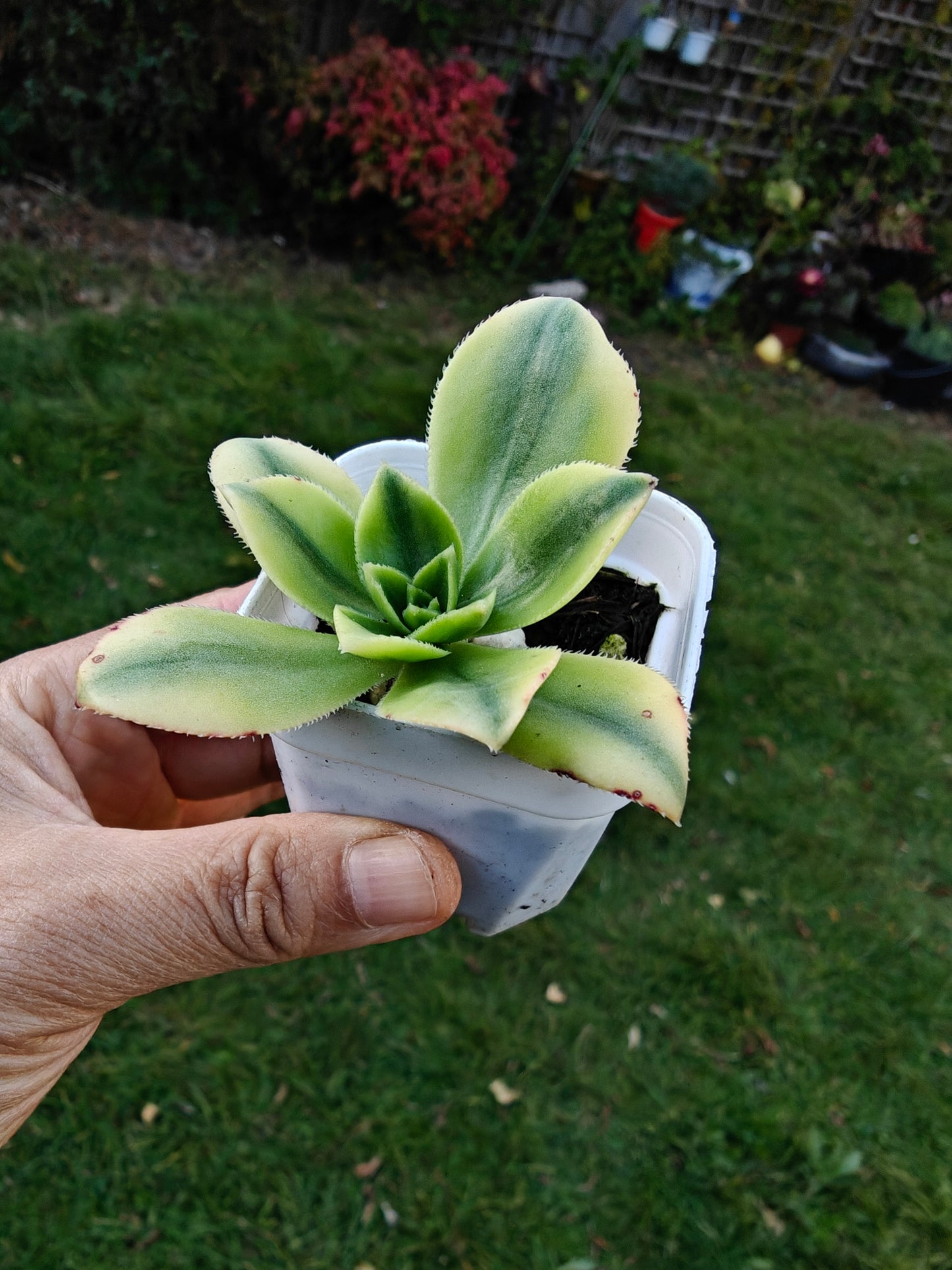 Aeonium Starburst Variegated rooted 5cm in width UK only
