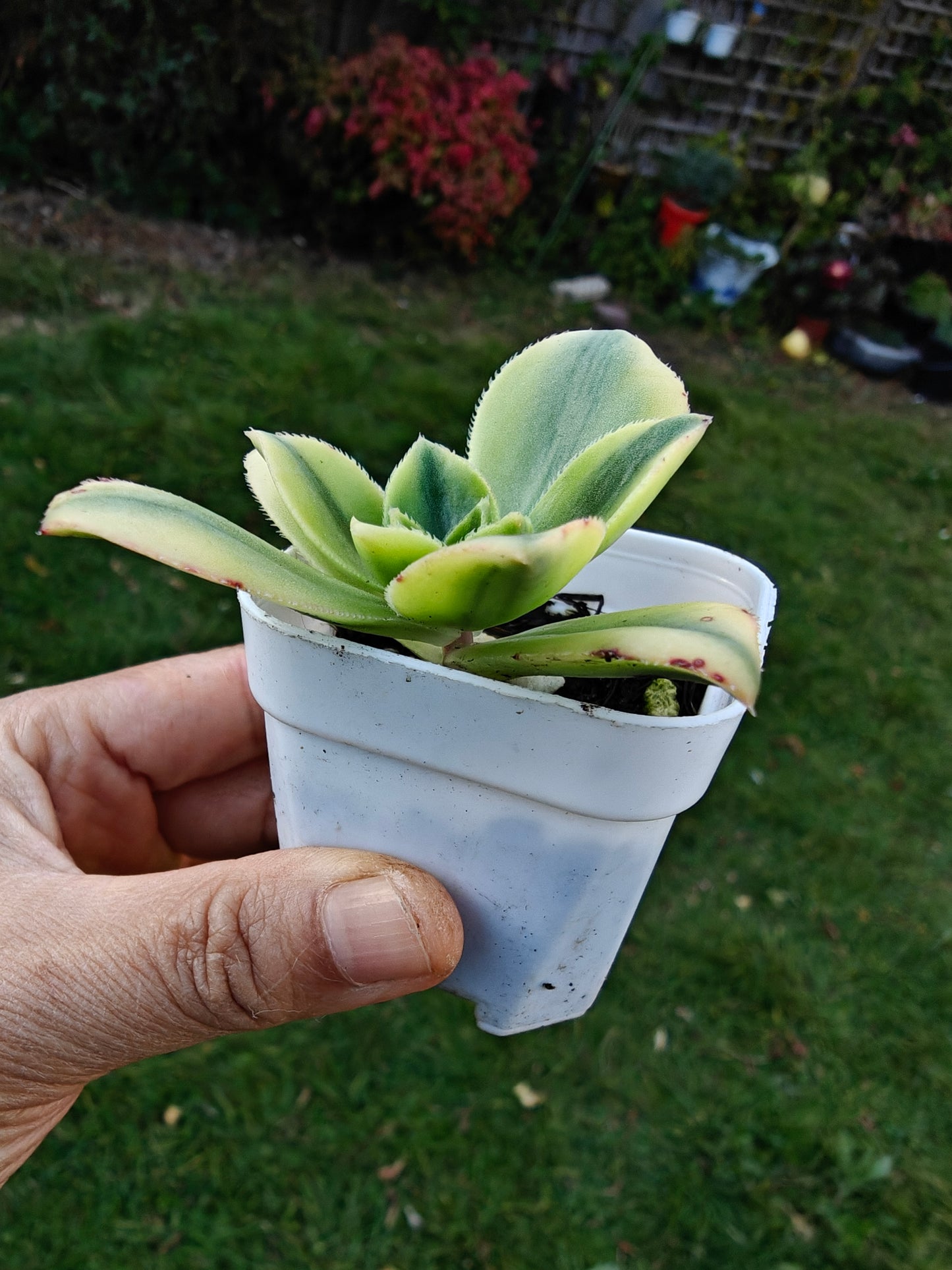 Aeonium Starburst Variegated rooted 5cm in width UK only