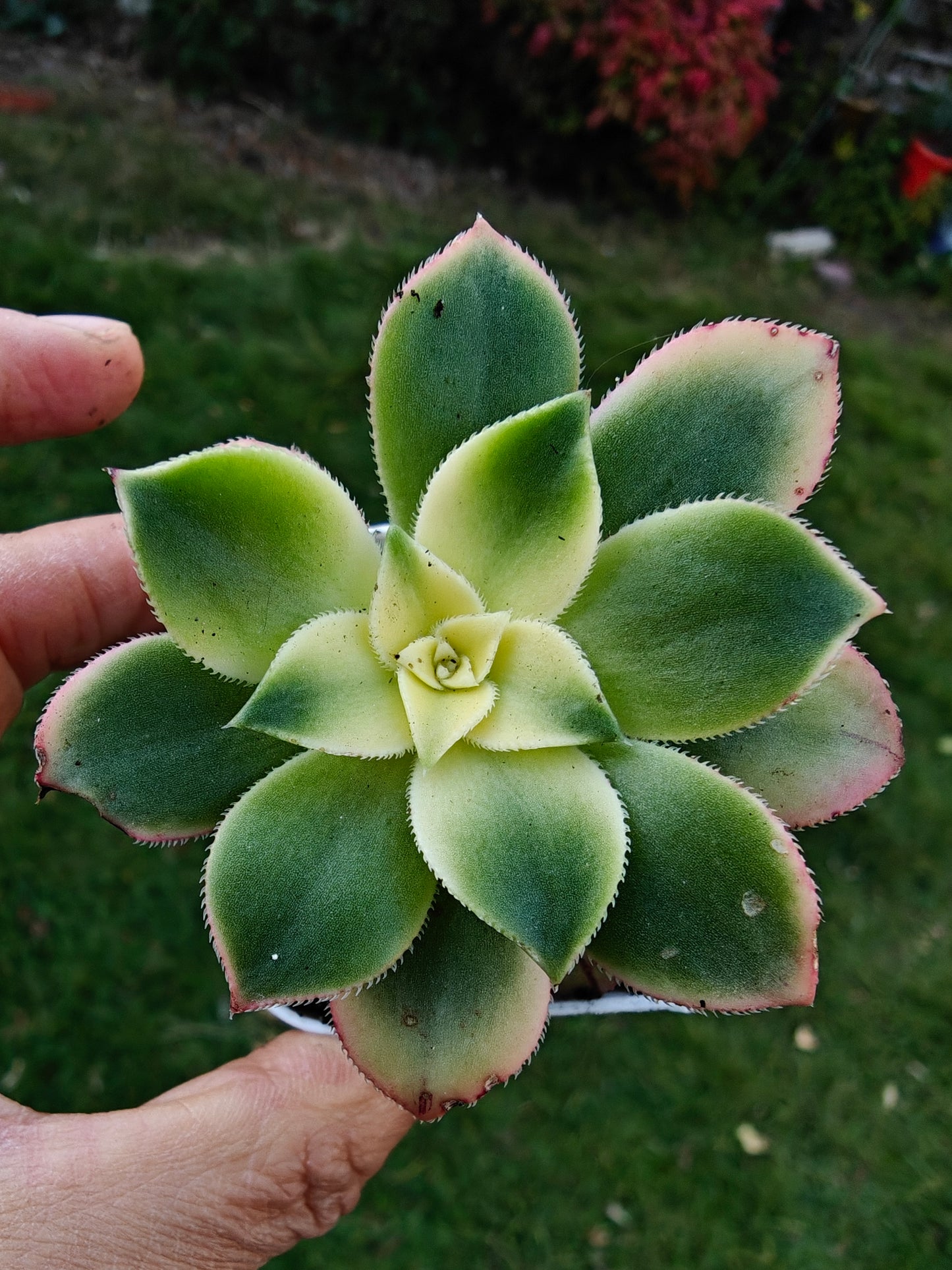 Aeonium Kiwi Tri color Variegated rooted 5cm in width UK only