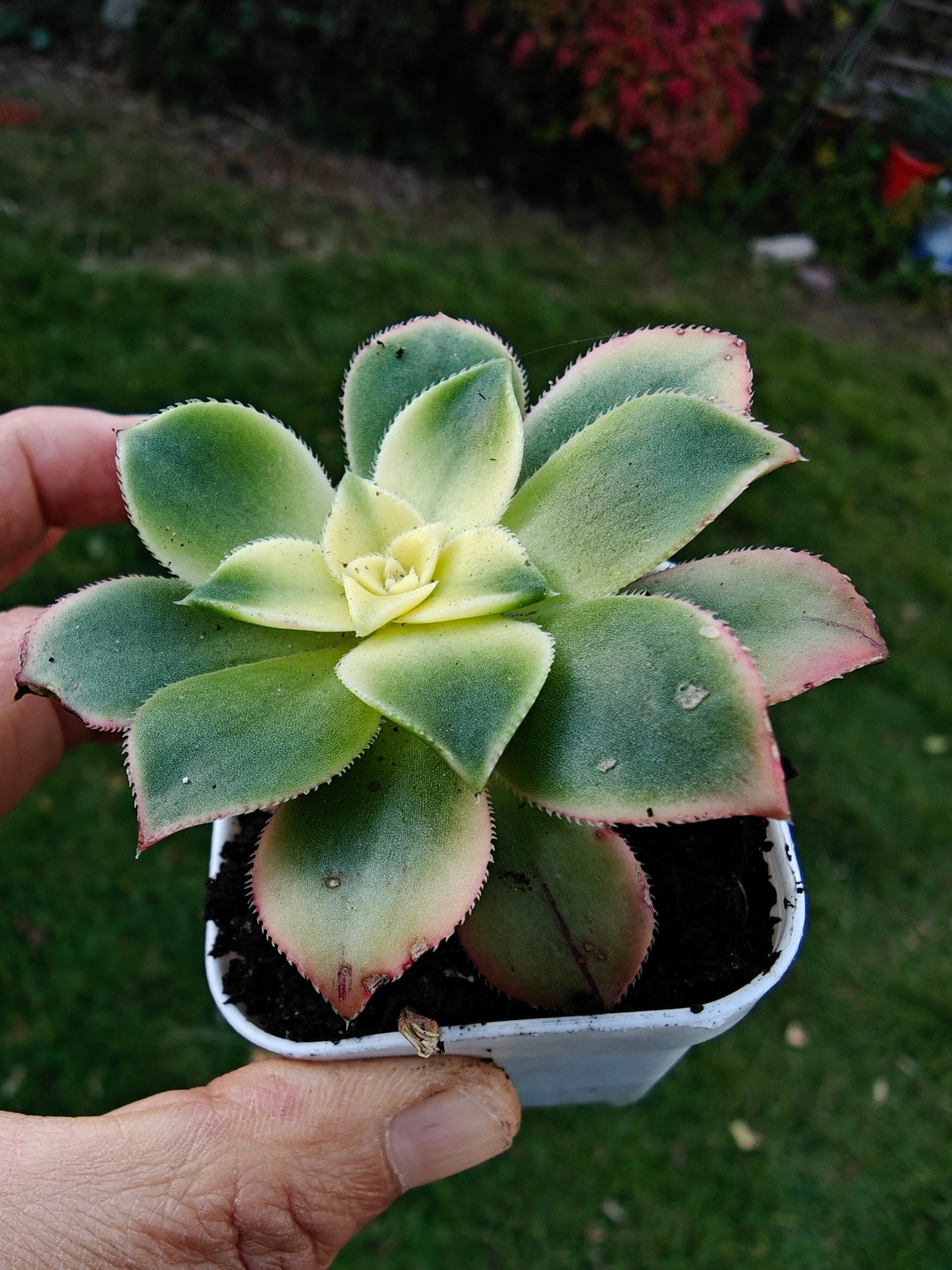 Aeonium Kiwi Tri color Variegated rooted 5cm in width UK only