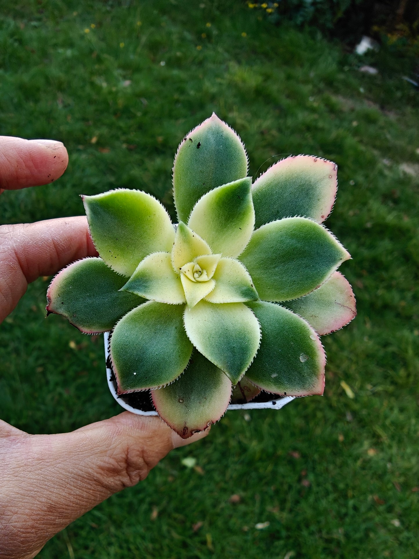 Aeonium Kiwi Tri color Variegated rooted 5cm in width UK only