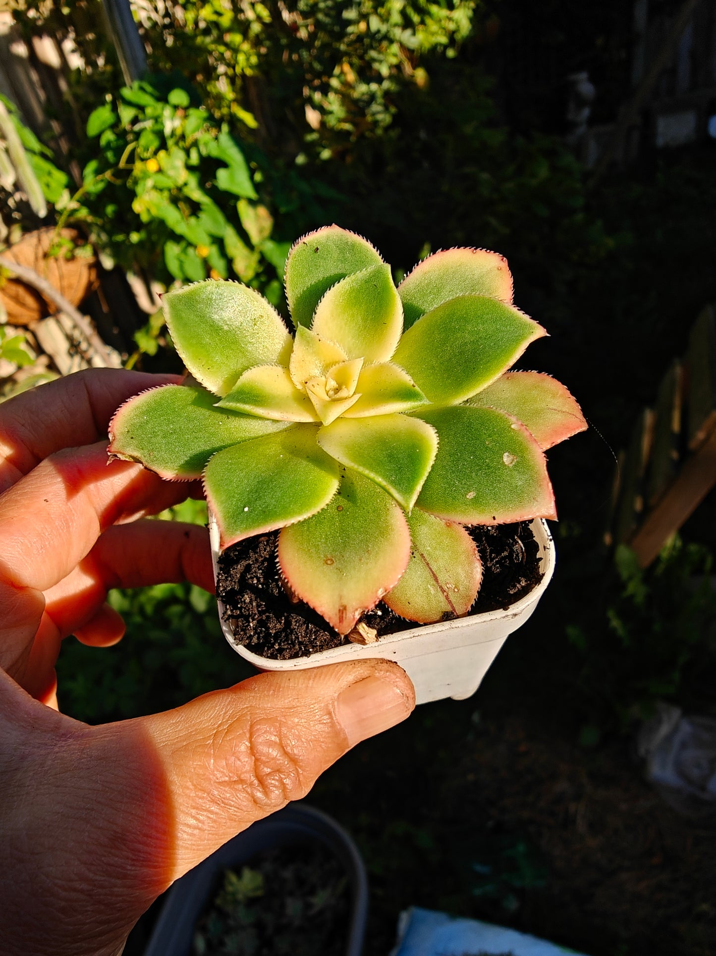 Aeonium Kiwi Tri color Variegated rooted 5cm in width UK only