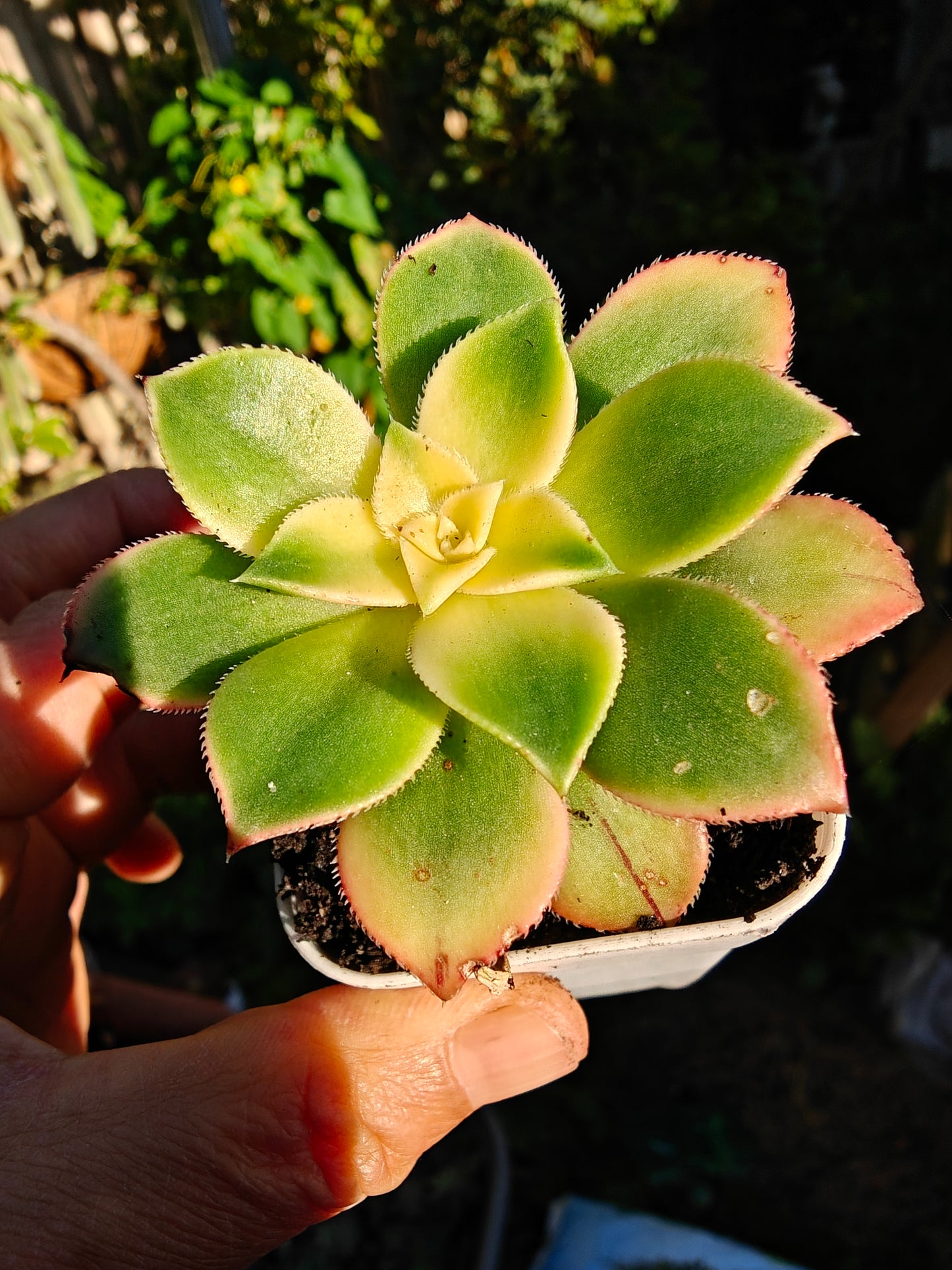 Aeonium Kiwi Tri color Variegated rooted 5cm in width UK only