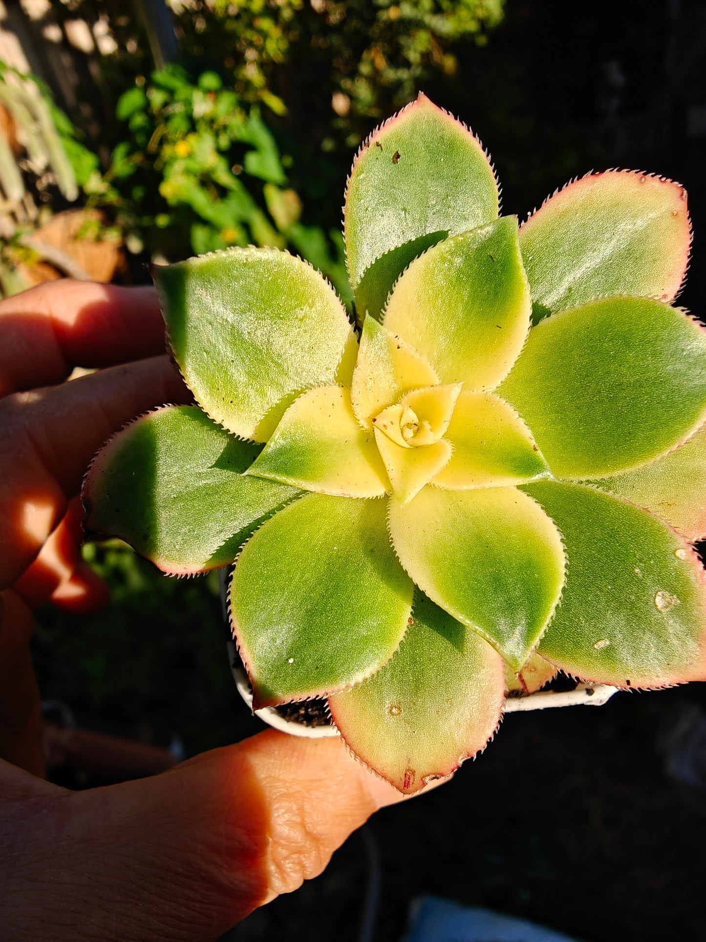 Aeonium Kiwi Tri color Variegated rooted 5cm in width UK only