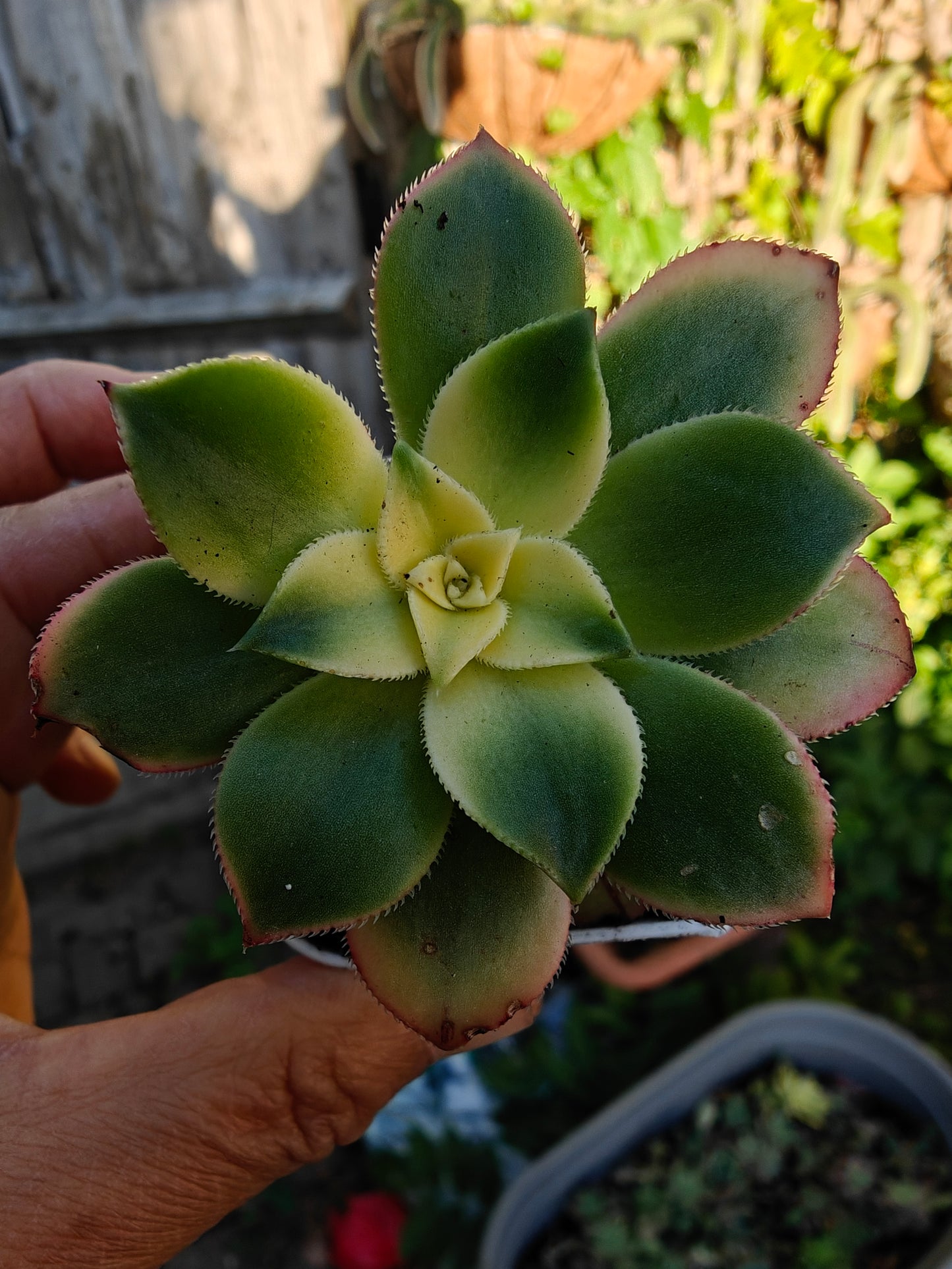 Aeonium Kiwi Tri color Variegated rooted 5cm in width UK only