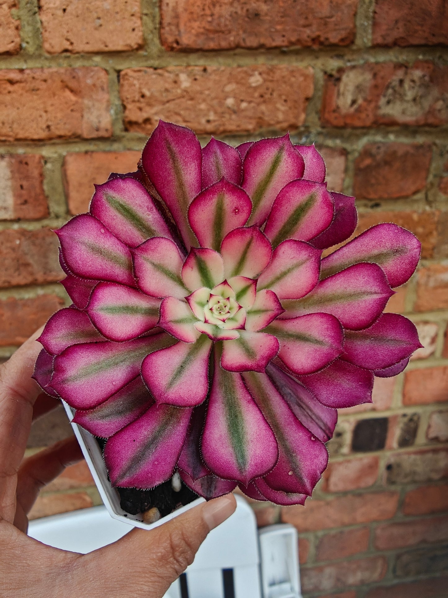 Aeonium Mardi Gras Variegated rooted 6cm in width single head UK only