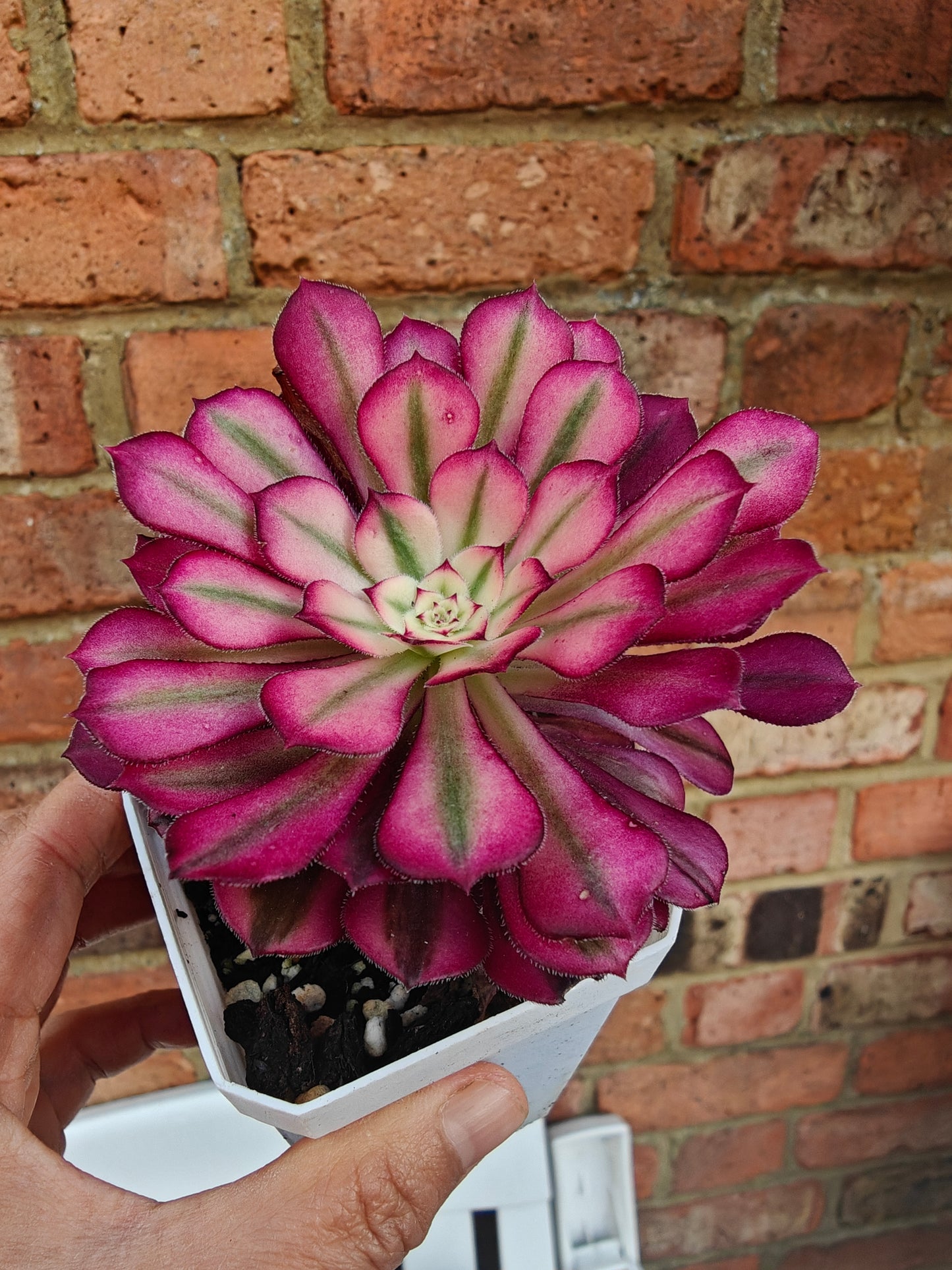 Aeonium Mardi Gras Variegated rooted 6cm in width single head UK only