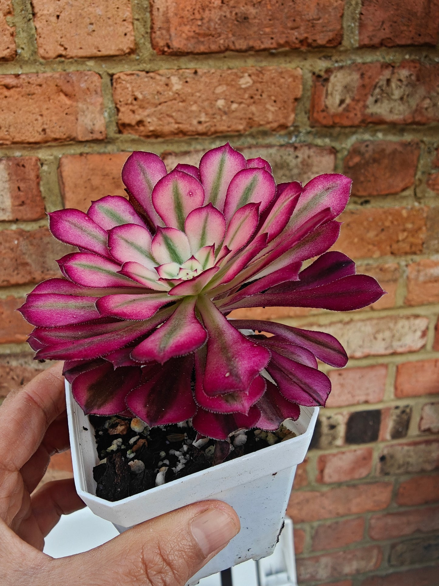 Aeonium Mardi Gras Variegated rooted 6cm in width single head UK only