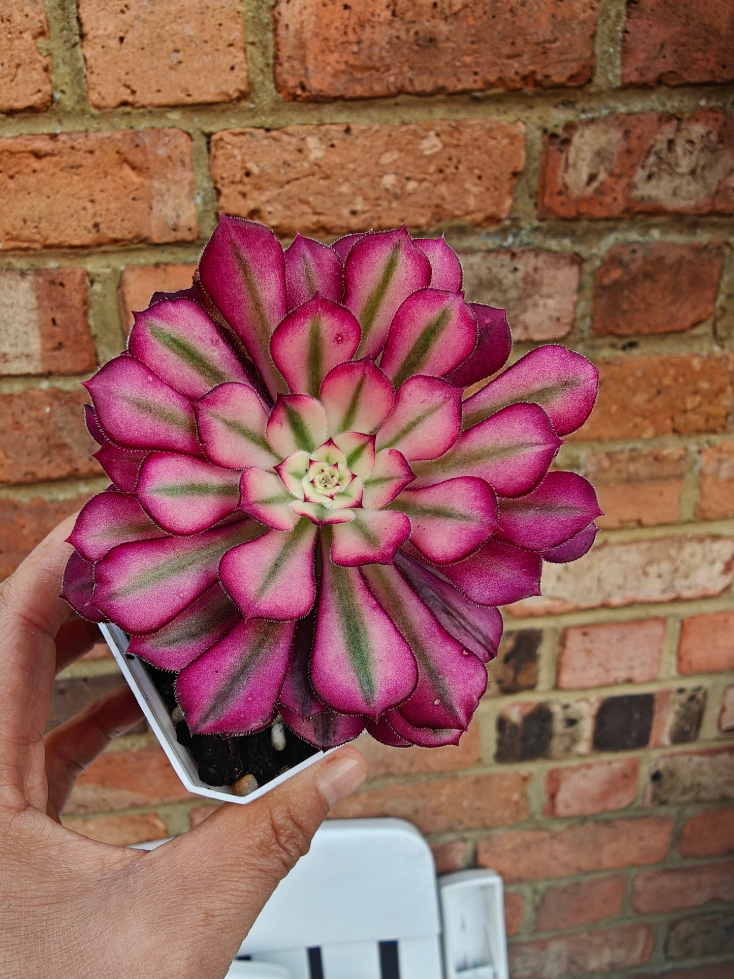 Aeonium Mardi Gras Variegated rooted 6cm in width single head UK only