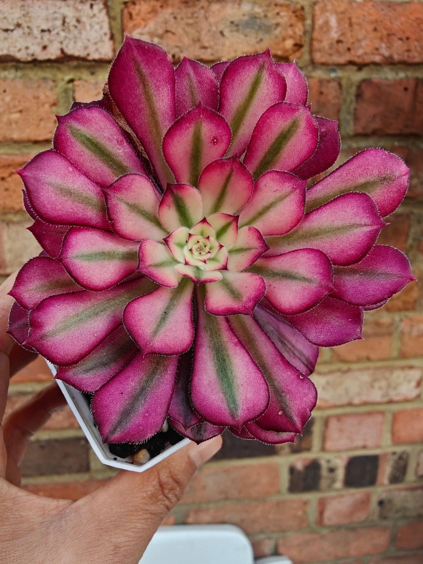 Aeonium Mardi Gras Variegated rooted 6cm in width single head UK only