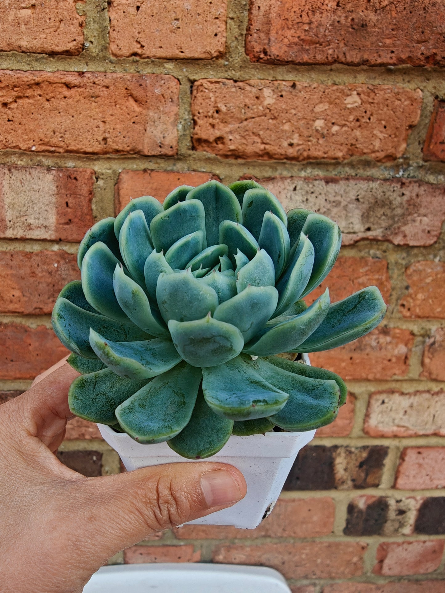 Echeveria Cream Berry rooted 5cm in width single head UK only