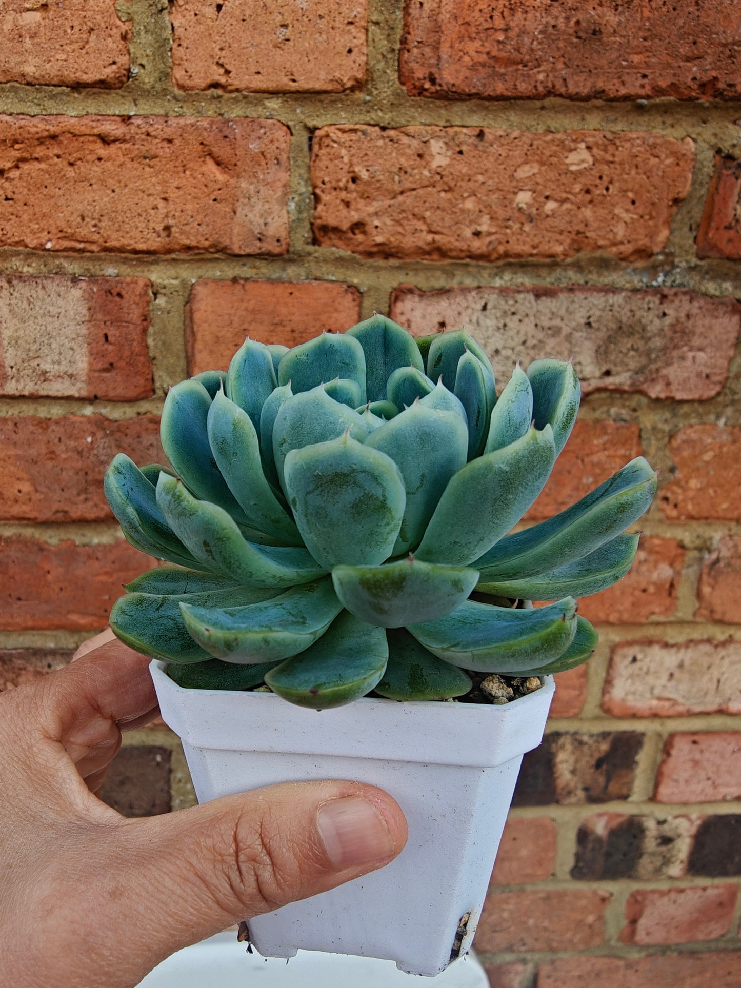Echeveria Cream Berry rooted 5cm in width single head UK only