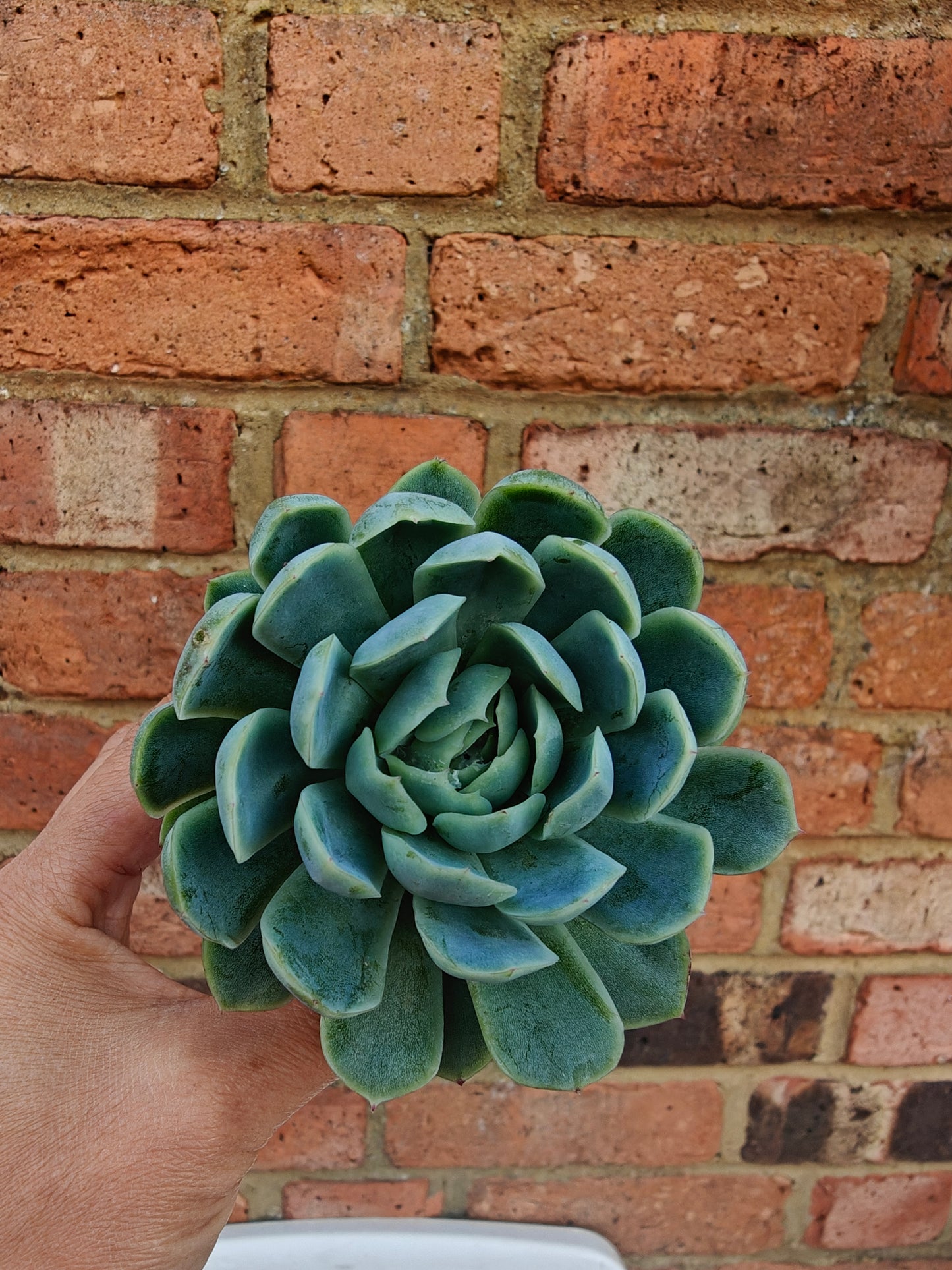 Echeveria Cream Berry rooted 5cm in width single head UK only