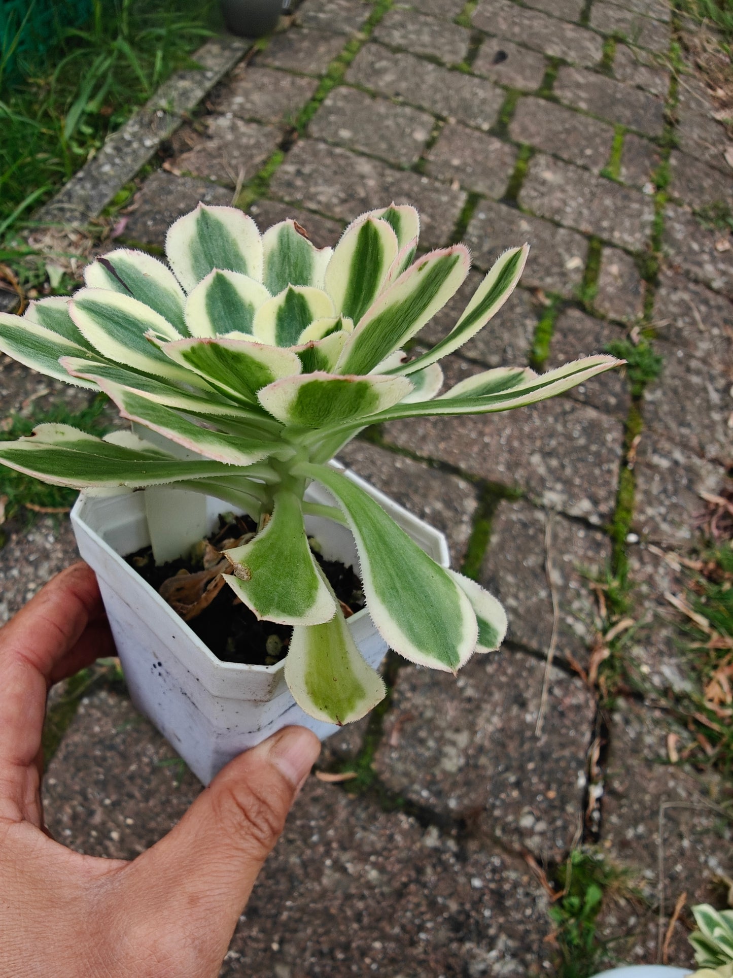 Aeonium Porsche Variegated rooted 7cm in width single head UK only