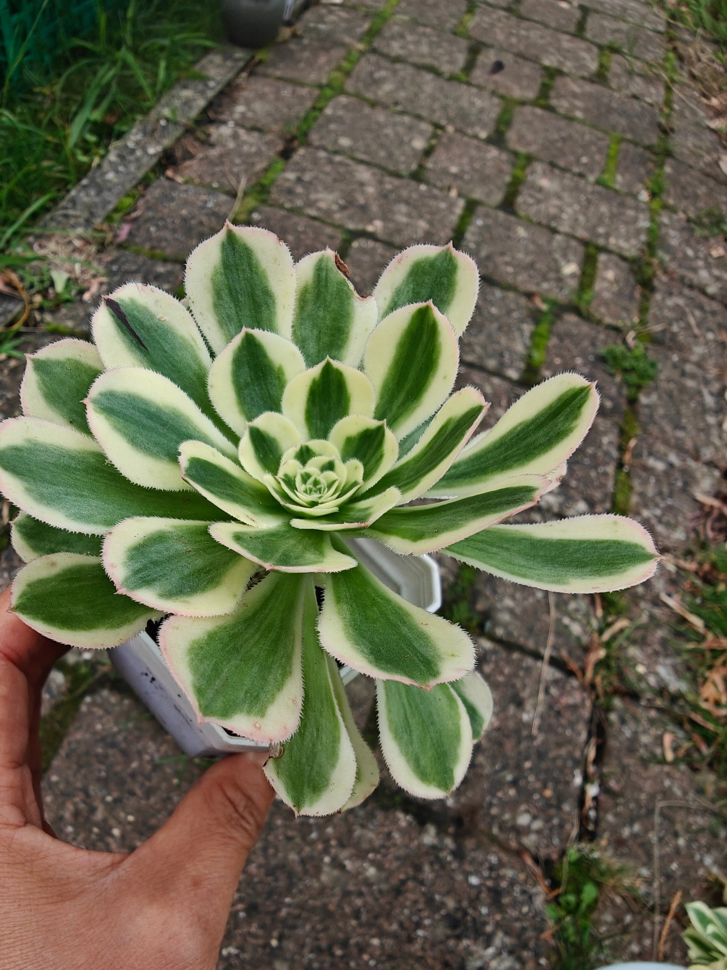 Aeonium Porsche Variegated rooted 7cm in width single head UK only