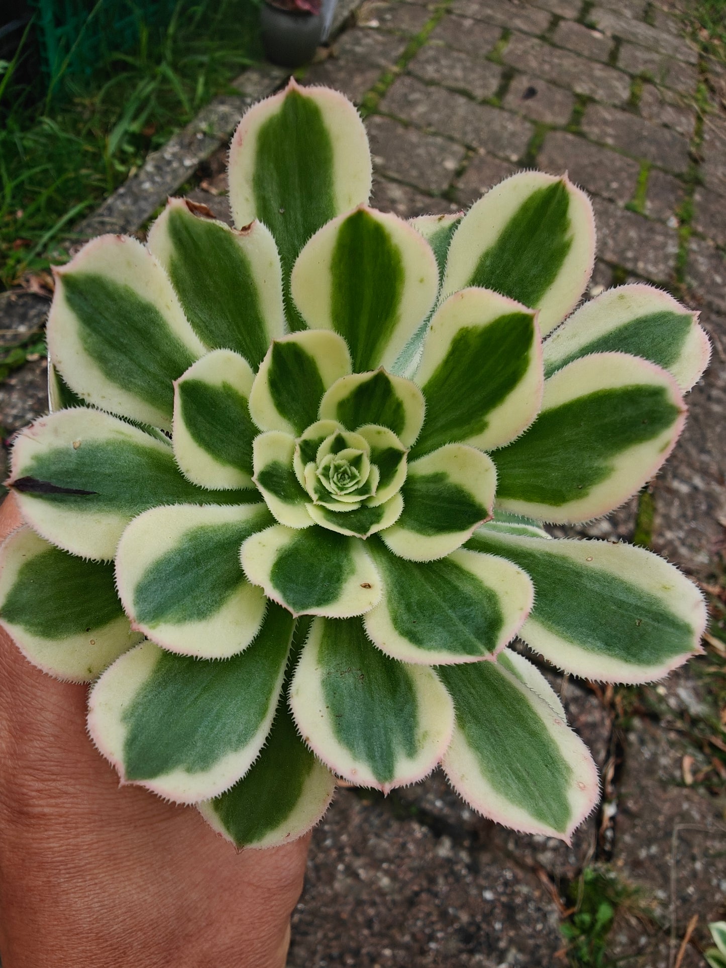 Aeonium Porsche Variegated rooted 7cm in width single head UK only