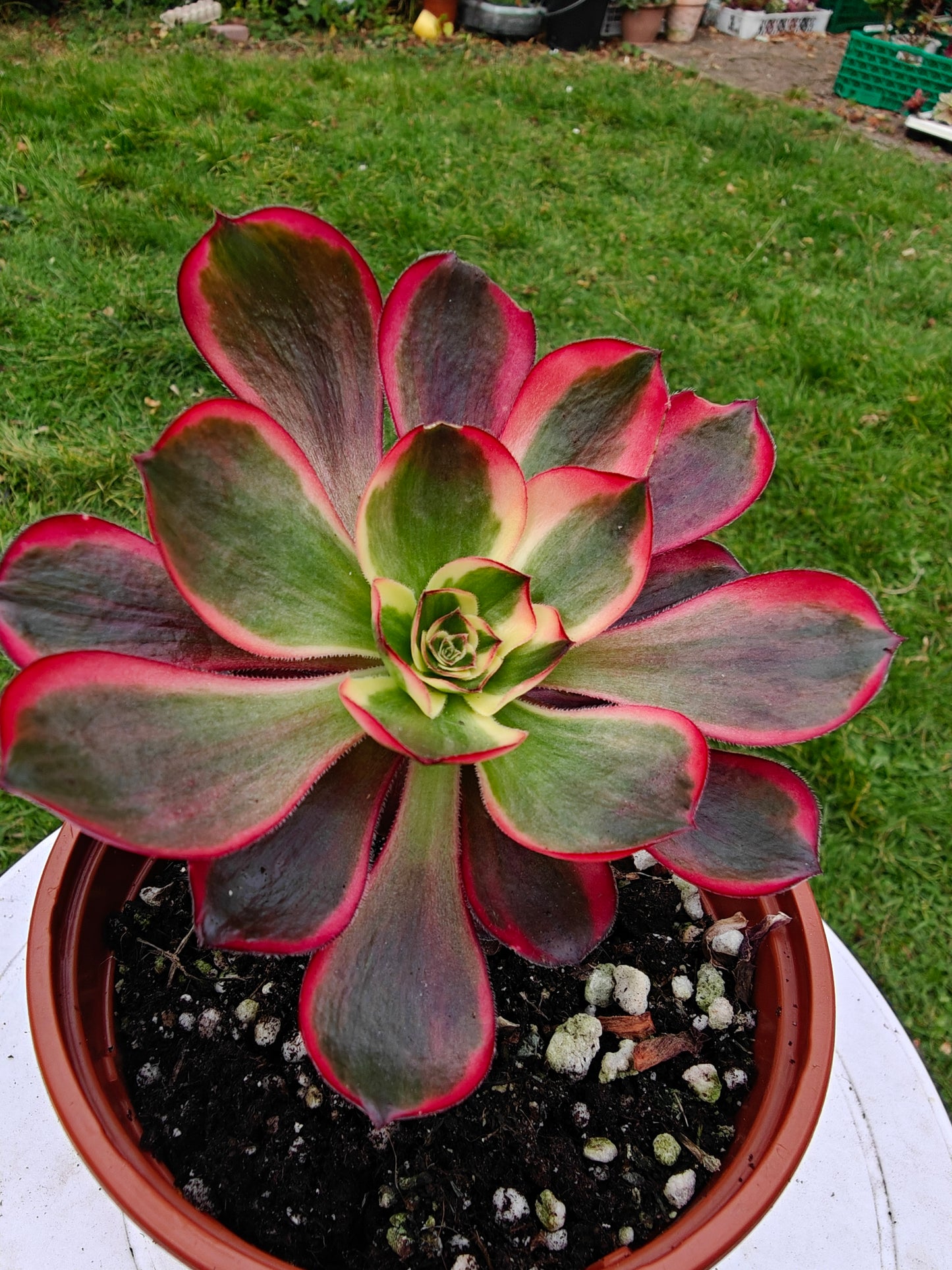 Aeonium Red Devil Beauty of Voodoo Variegated rooted 6cm in width UK only