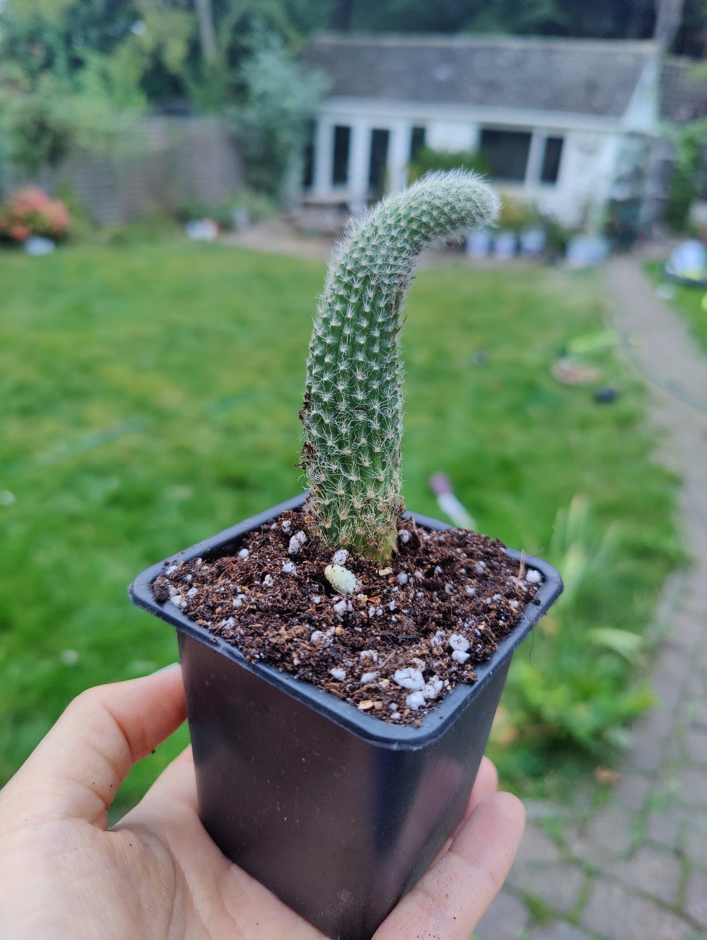 Monkey tails rooted 15cm