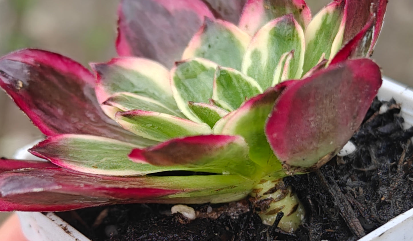 Aeonium Nafu rooted 7cm in width UK only