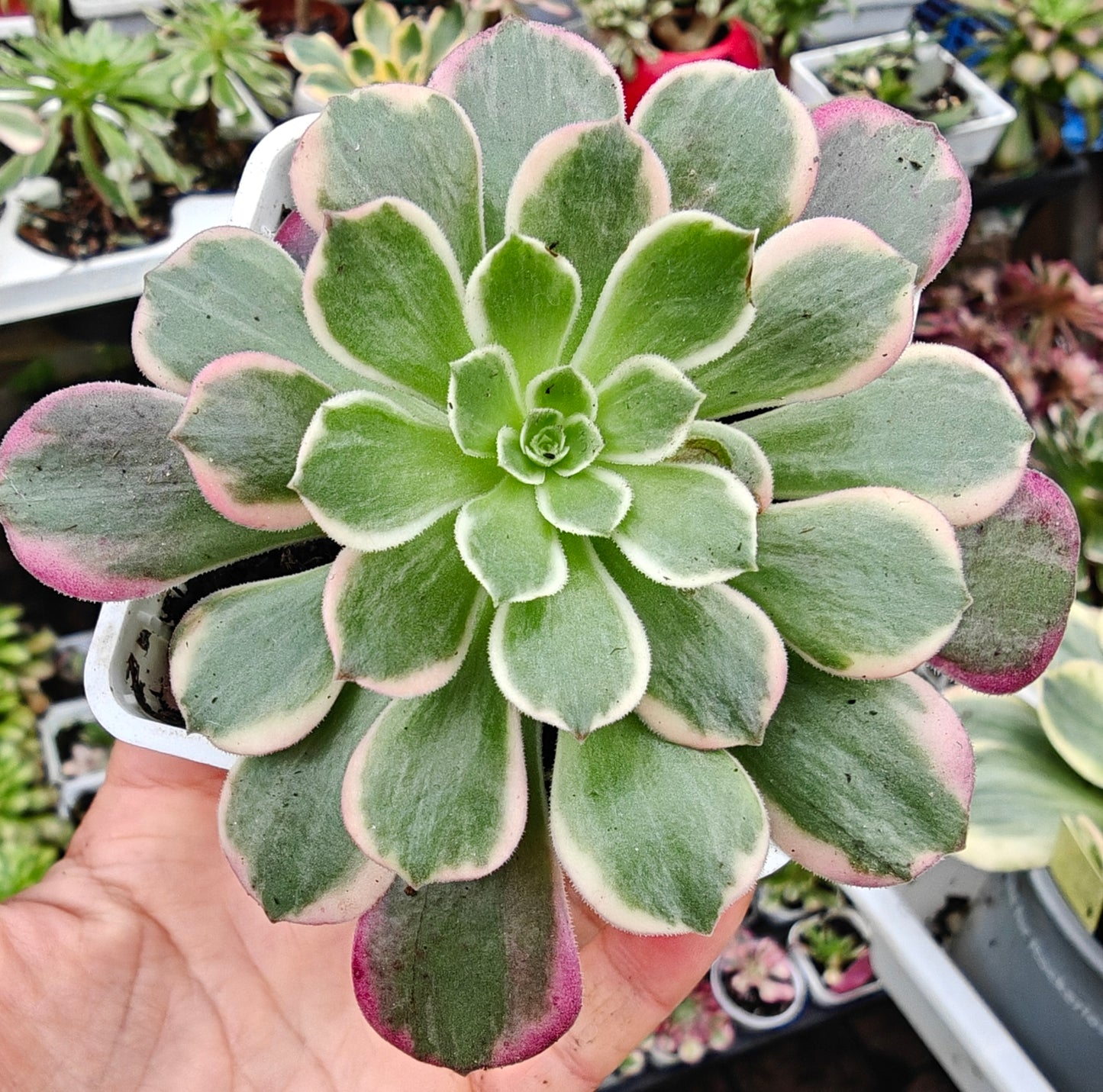 Aeonium Canary variegated rooted 7cm in width UK only