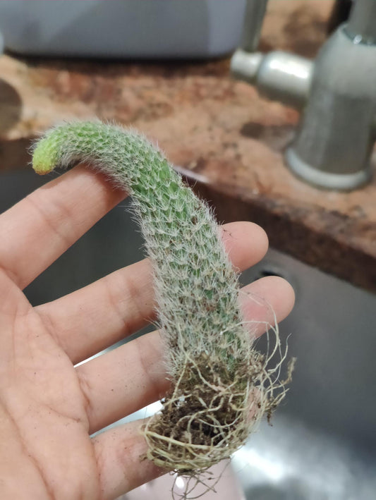 Monkey tails rooted 15cm
