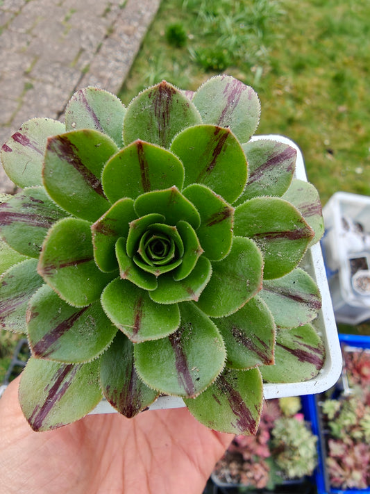 Aeonium Chocolate line Variegated rooted 7cm in width UK only