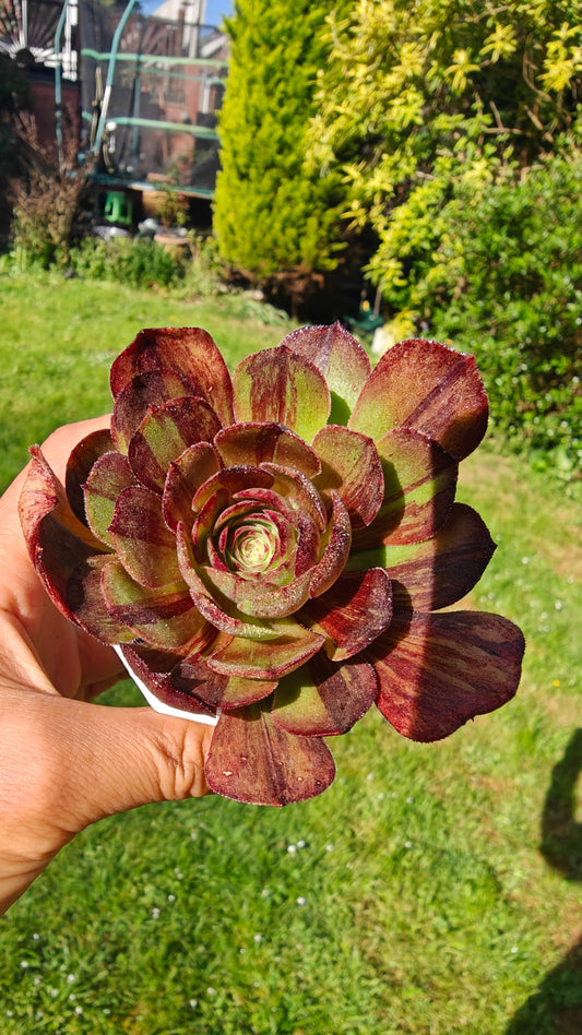 Aeonium Super Big Bang Variegated rooted 7cm in width UK only